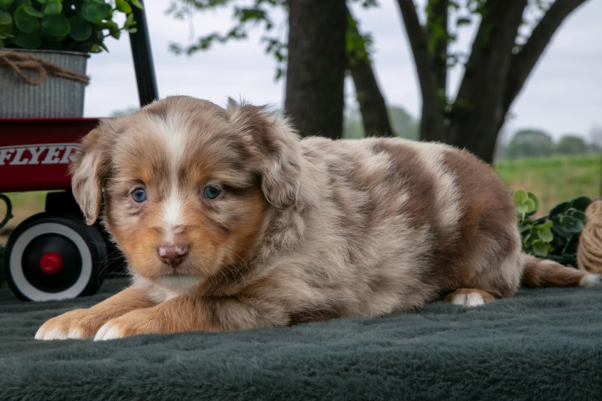 Coco - $950