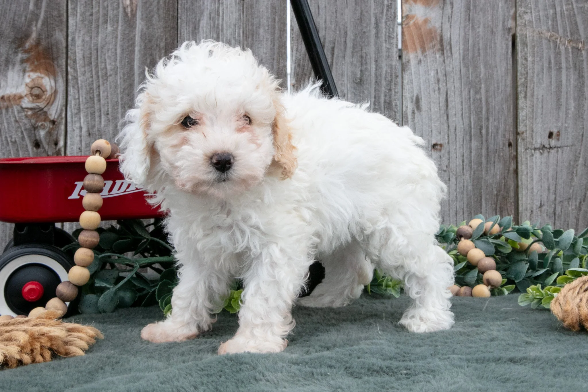 Daisy - $850