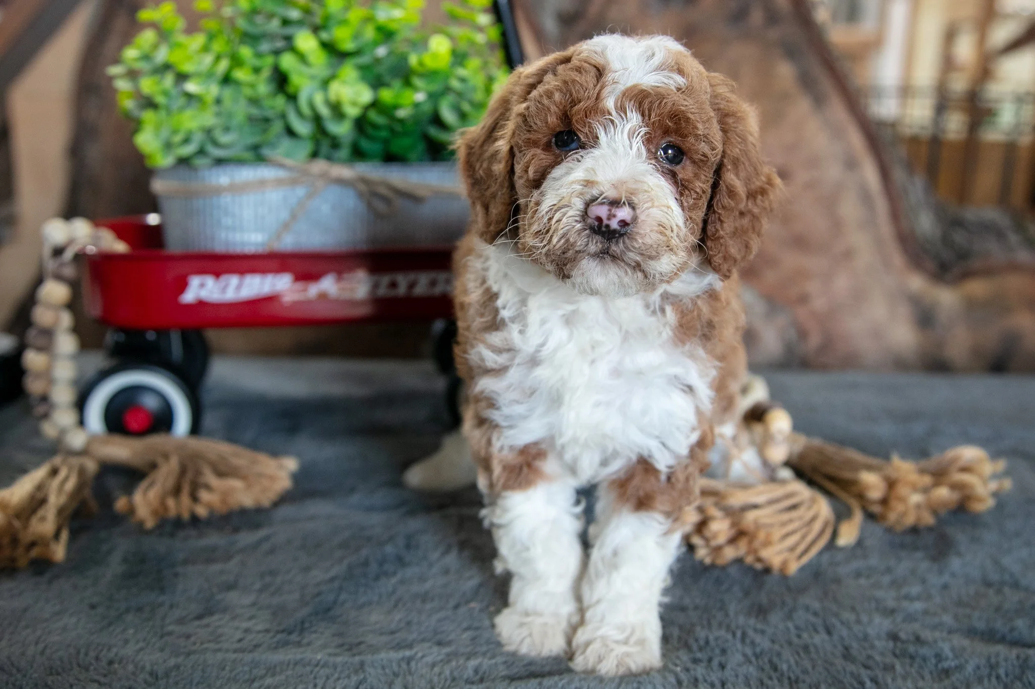 Addie - $750