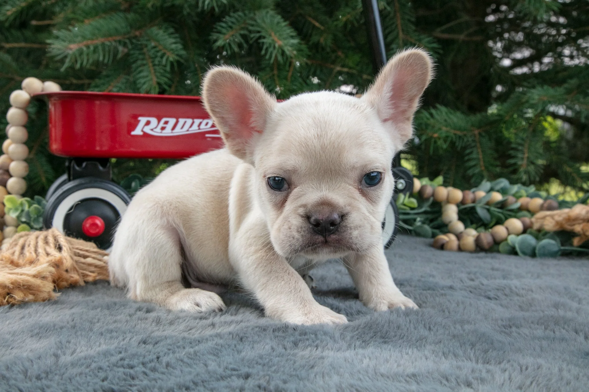 Fritz  - $1,200