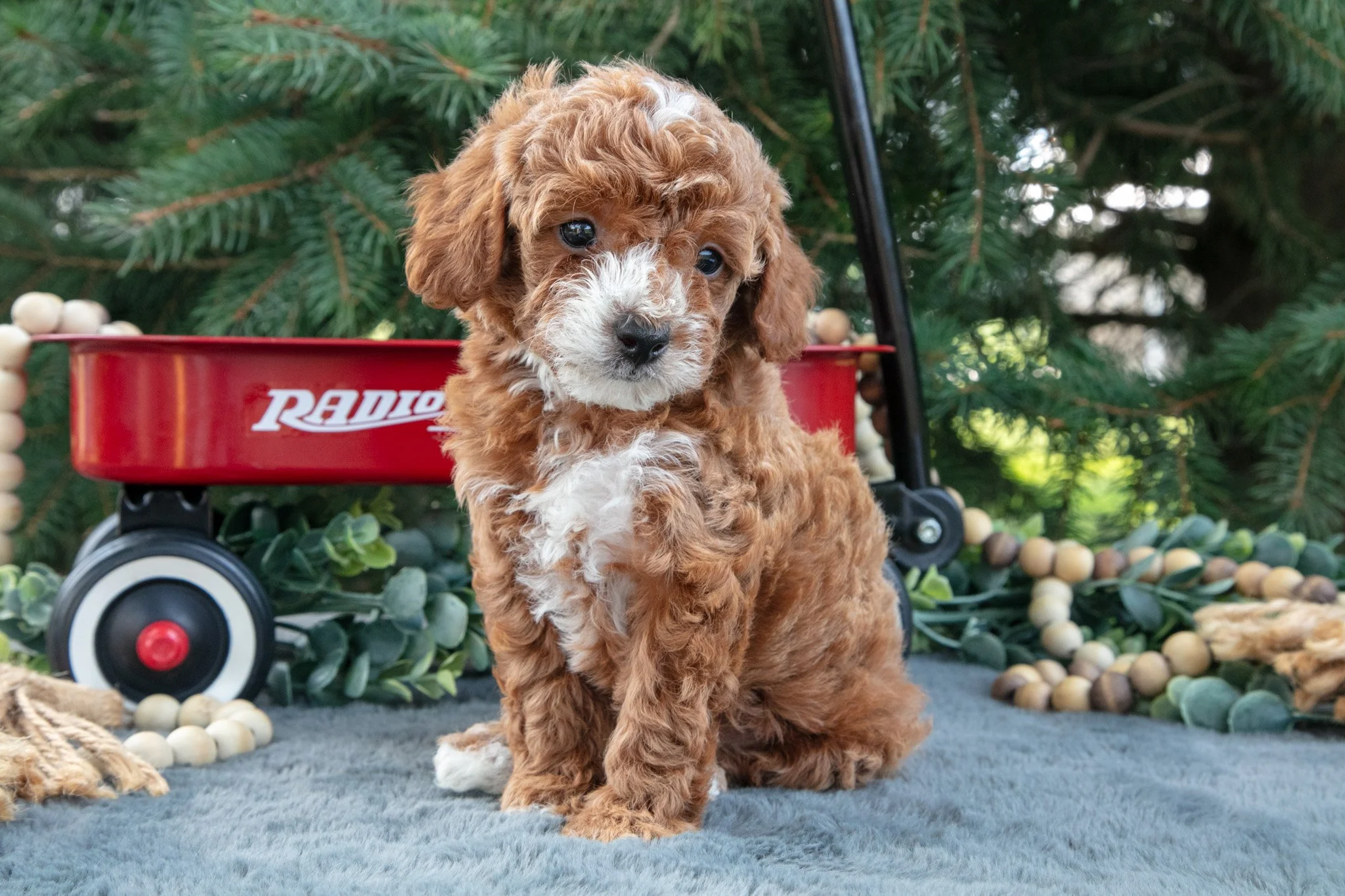Reba - $795