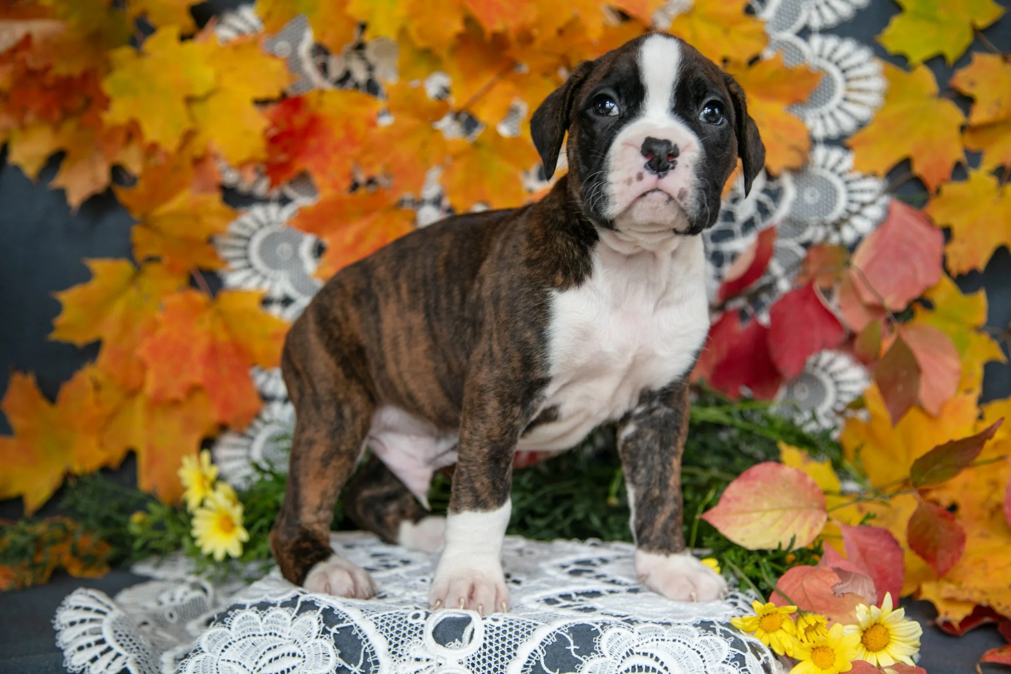 Buddy - Sold