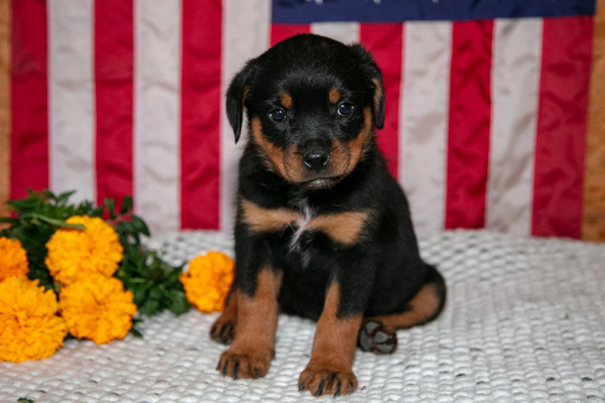 Tilly - $750