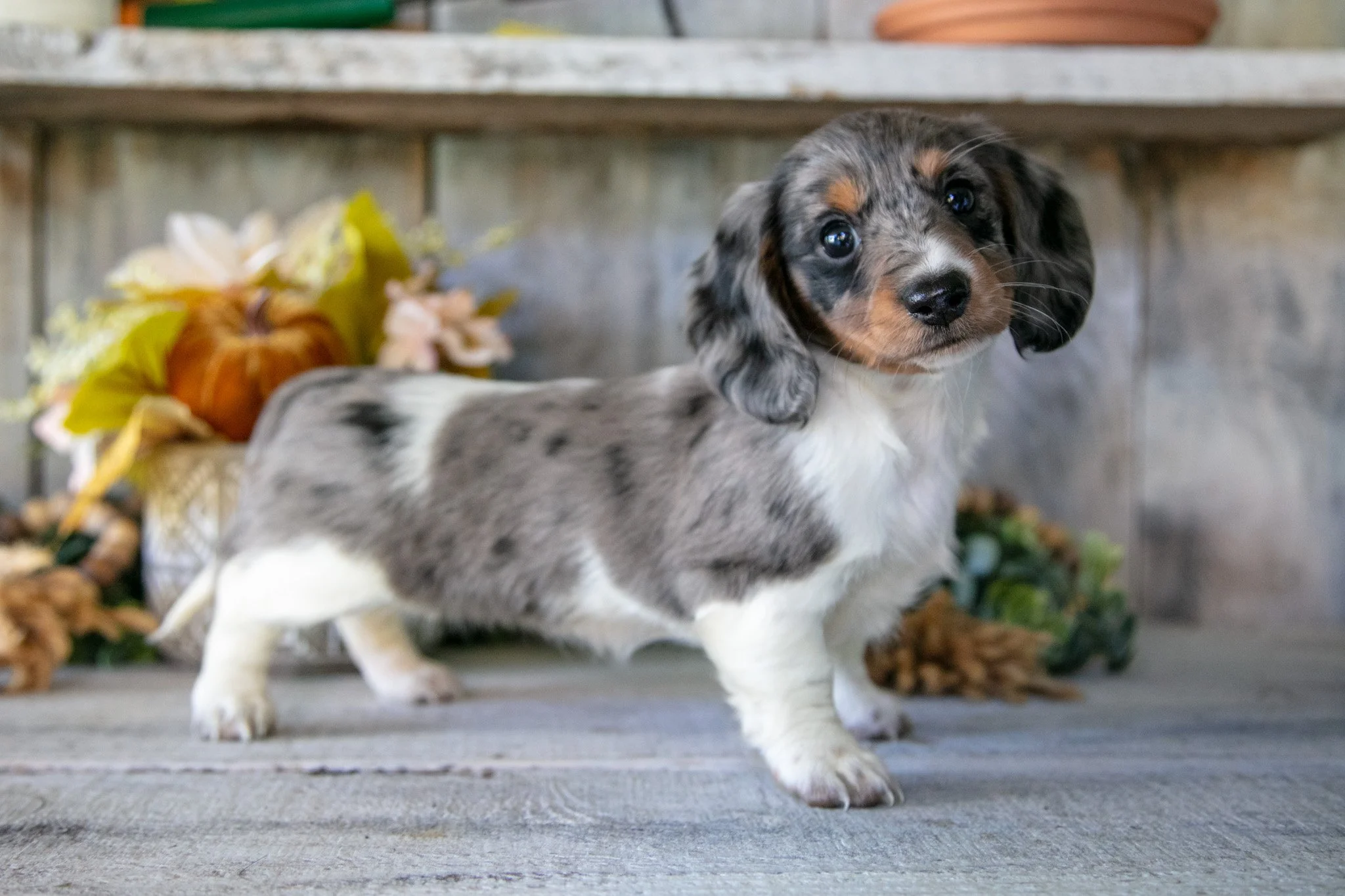Daisy - $1,500