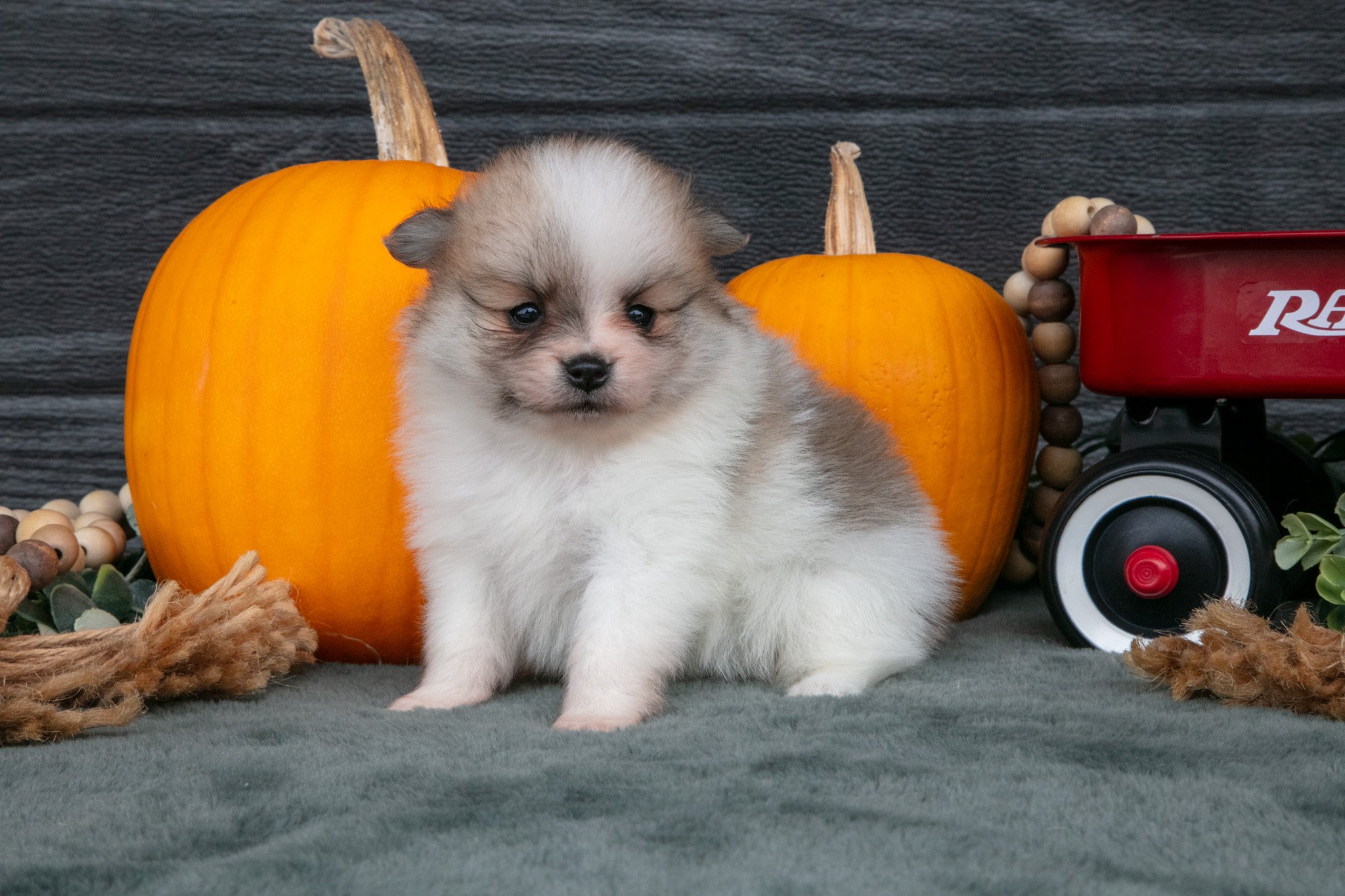 Millie - $900