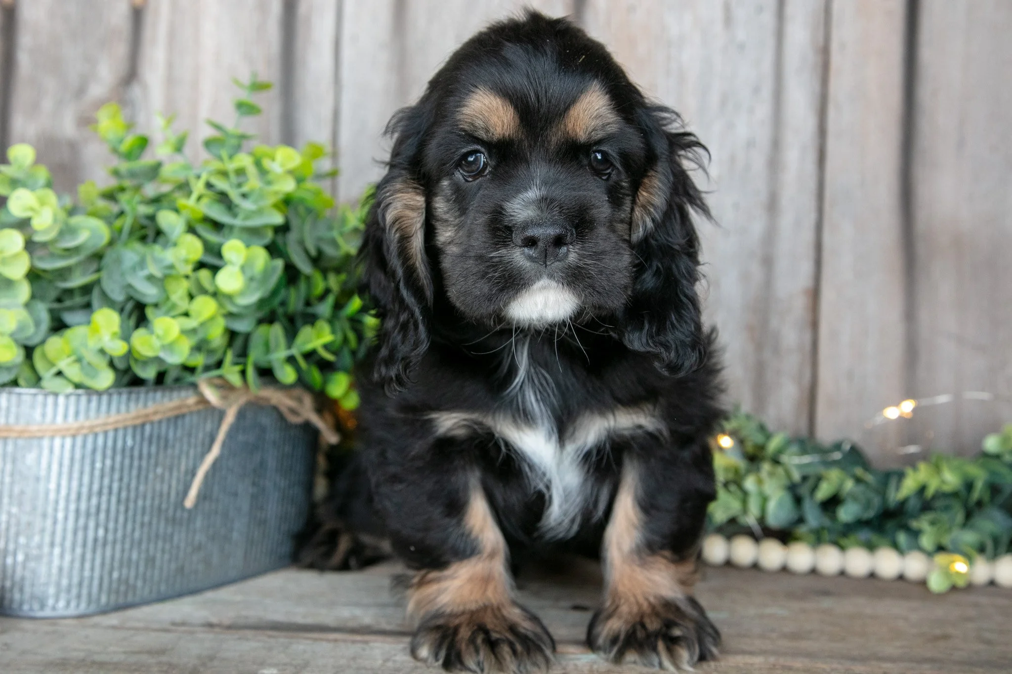 Boomer - Sold