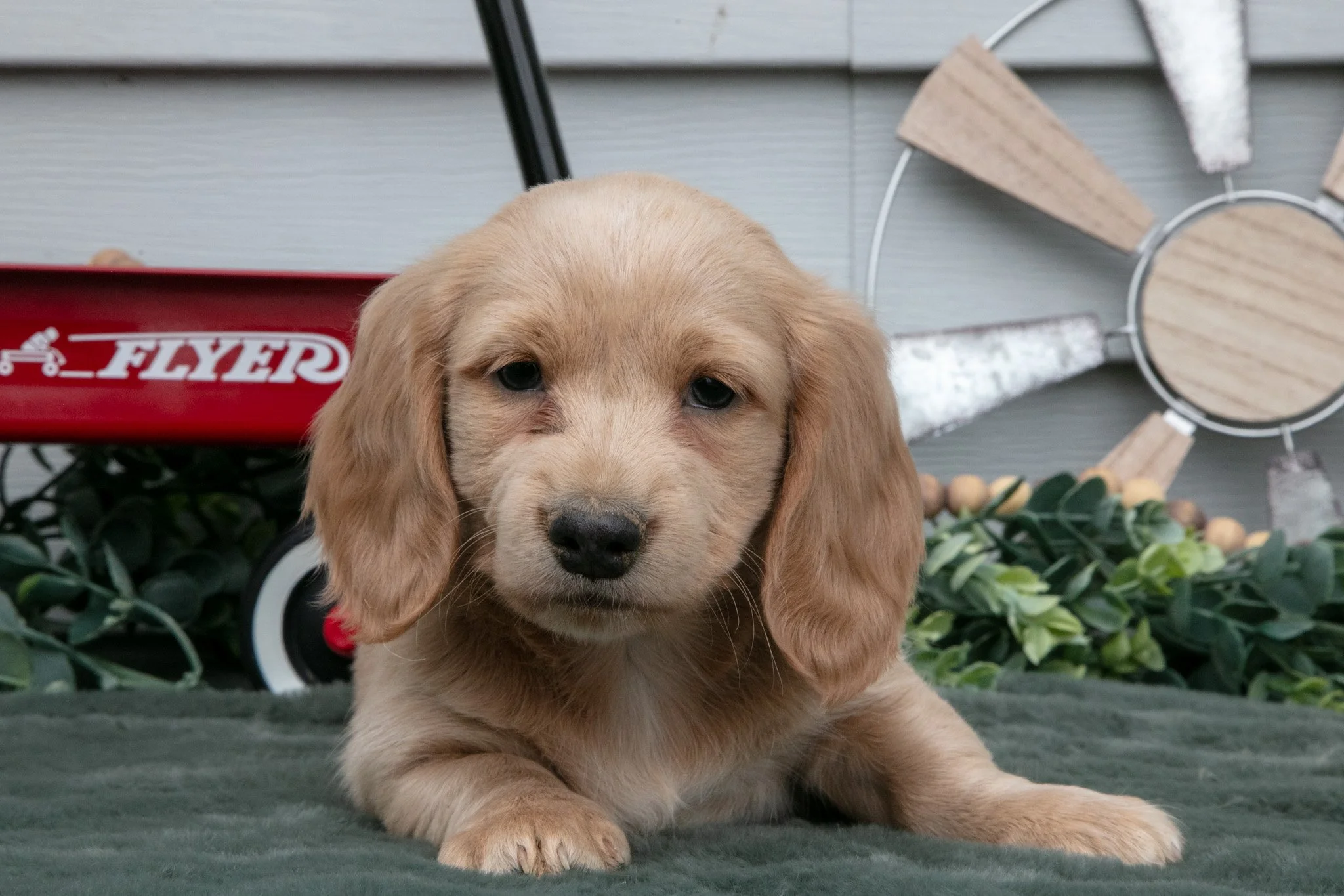 Cooper - $1,500