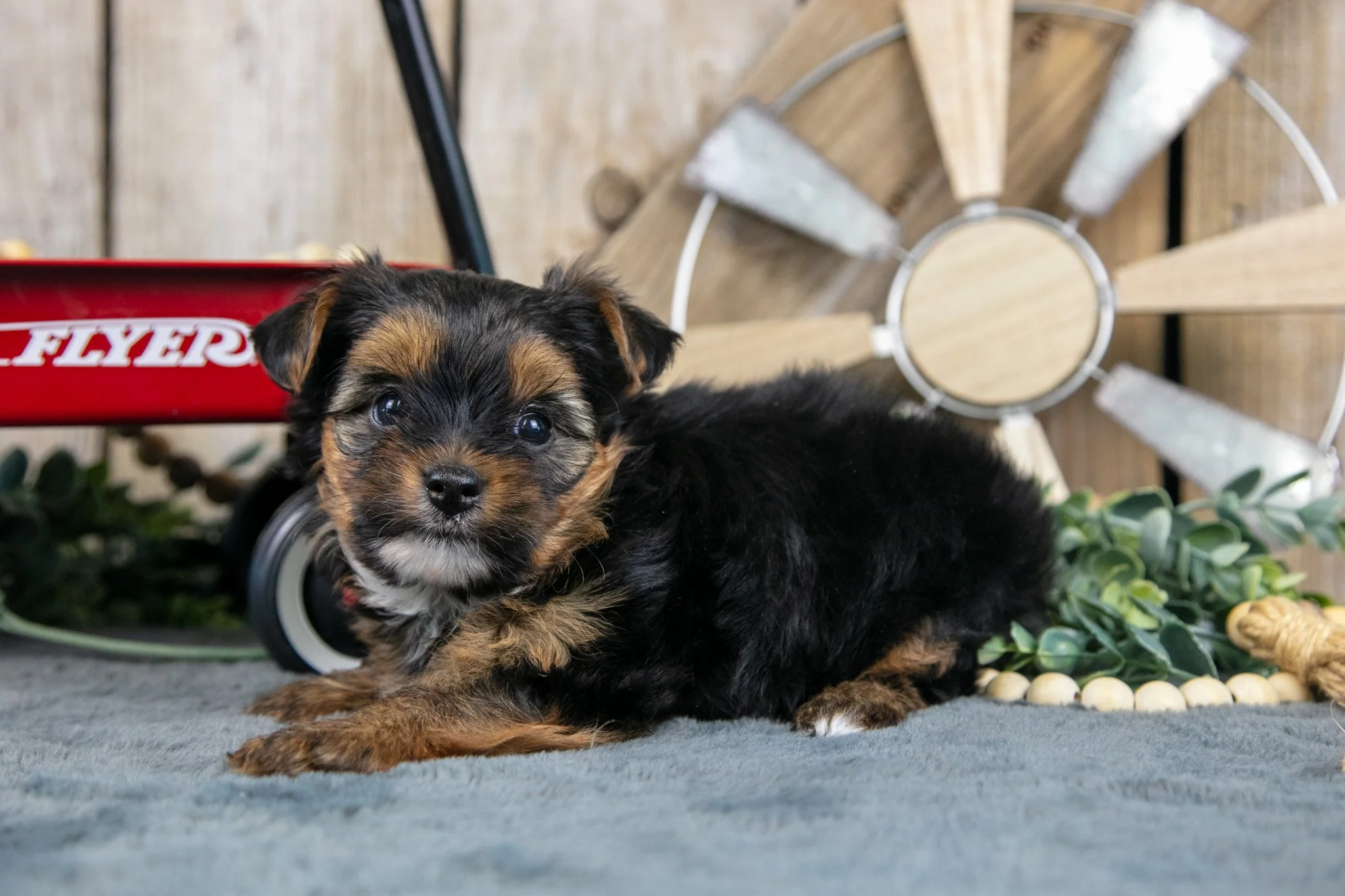 Haley - $900
