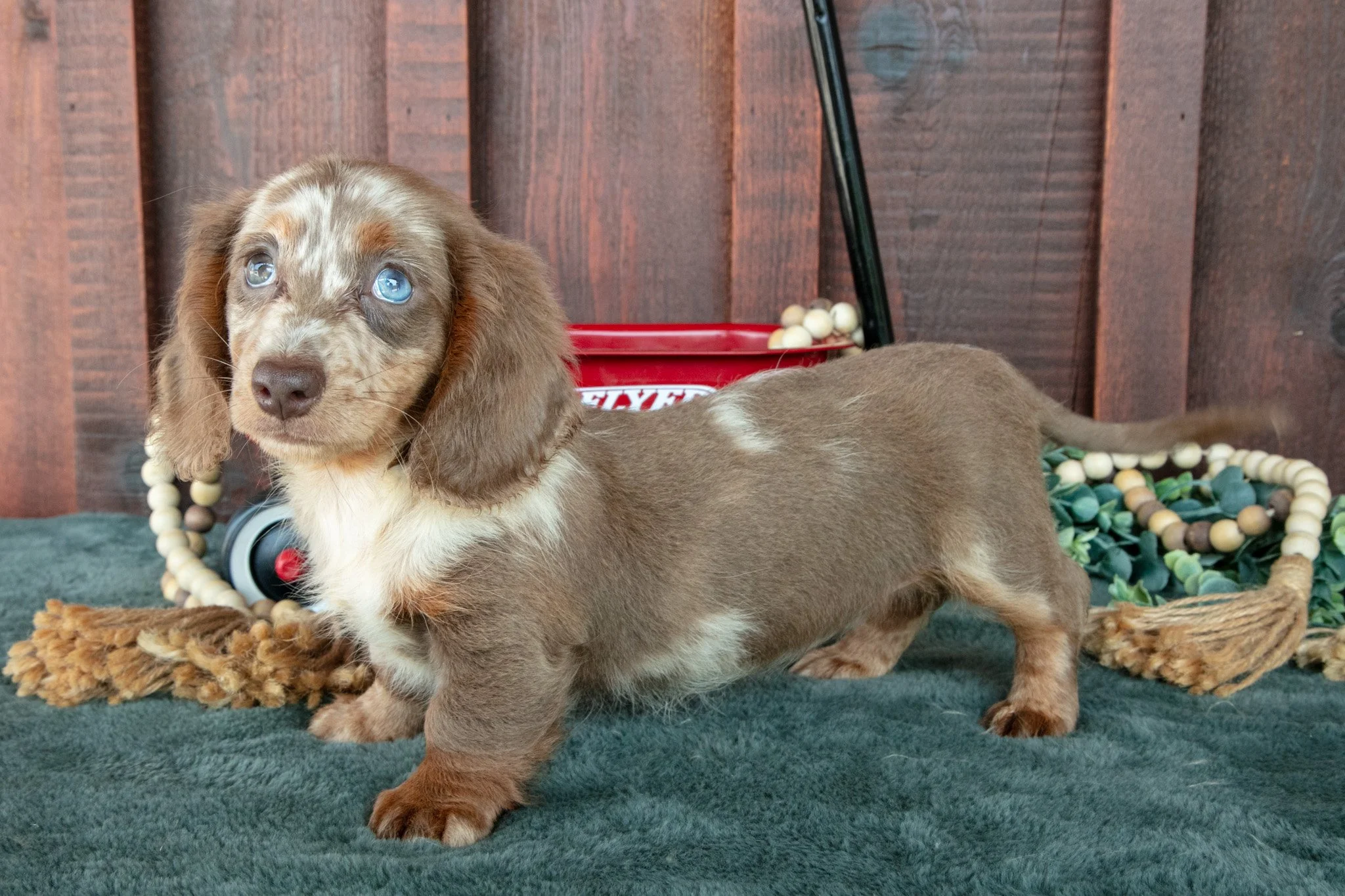 Betsy - $2,400