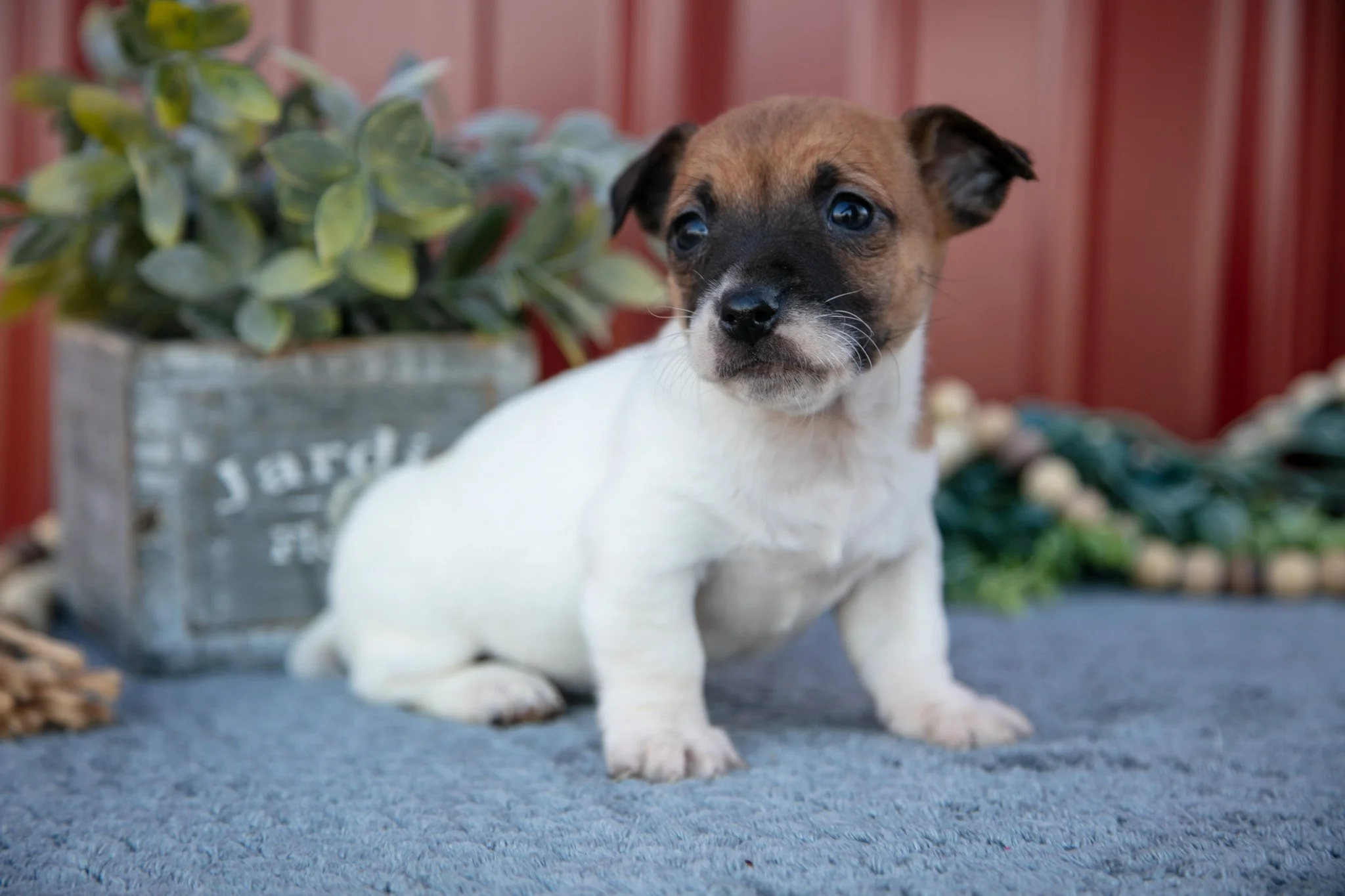 Gracie - $300