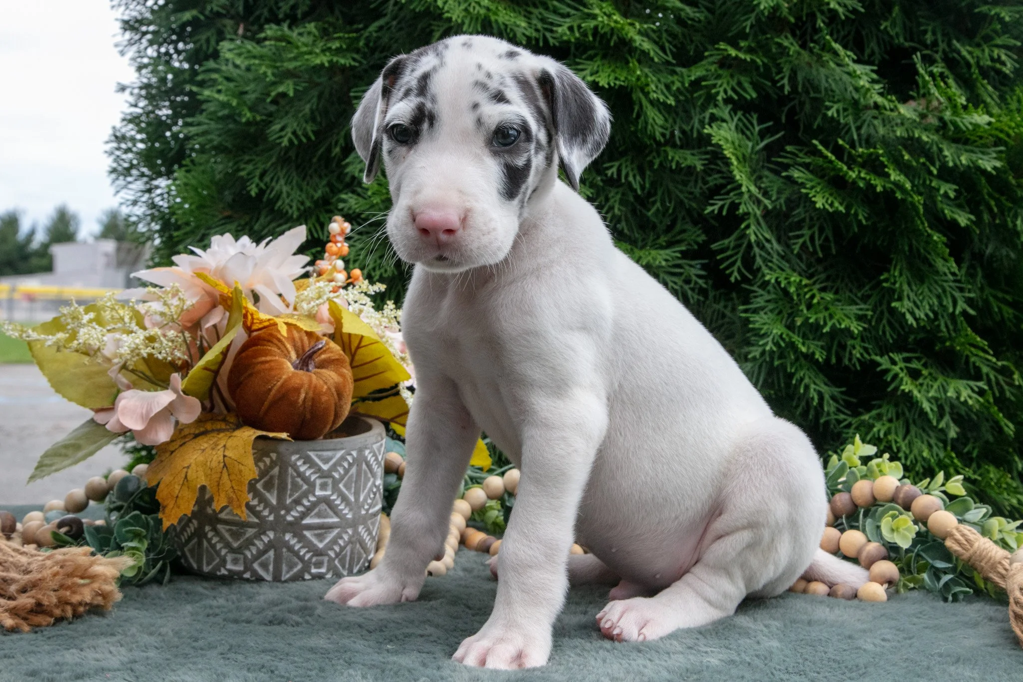 Rascal - $1,500