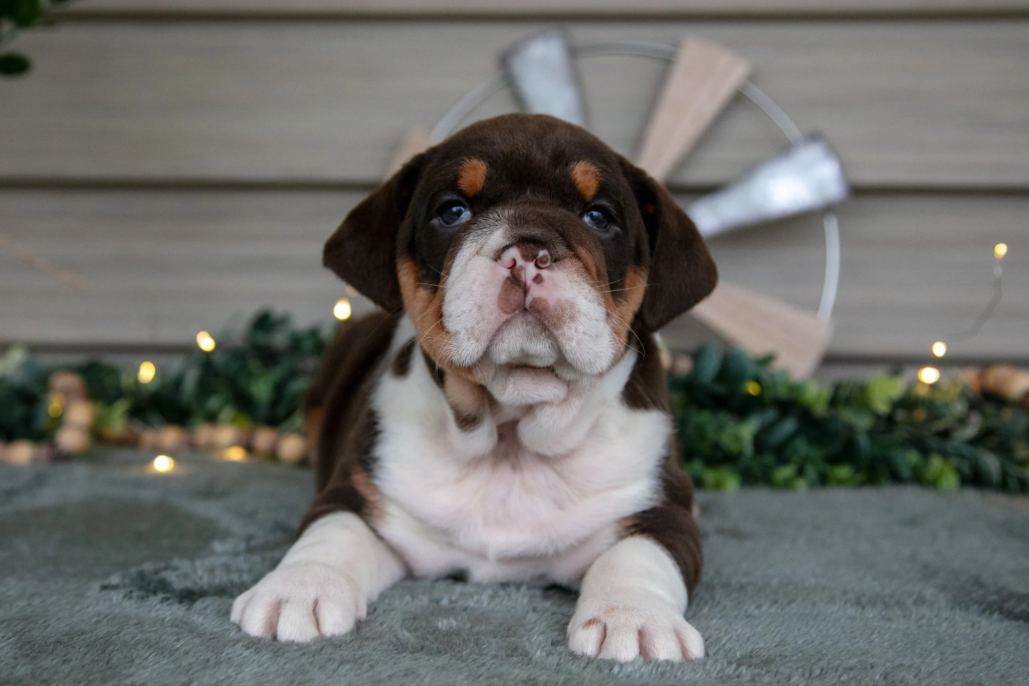 Skye - $1,500