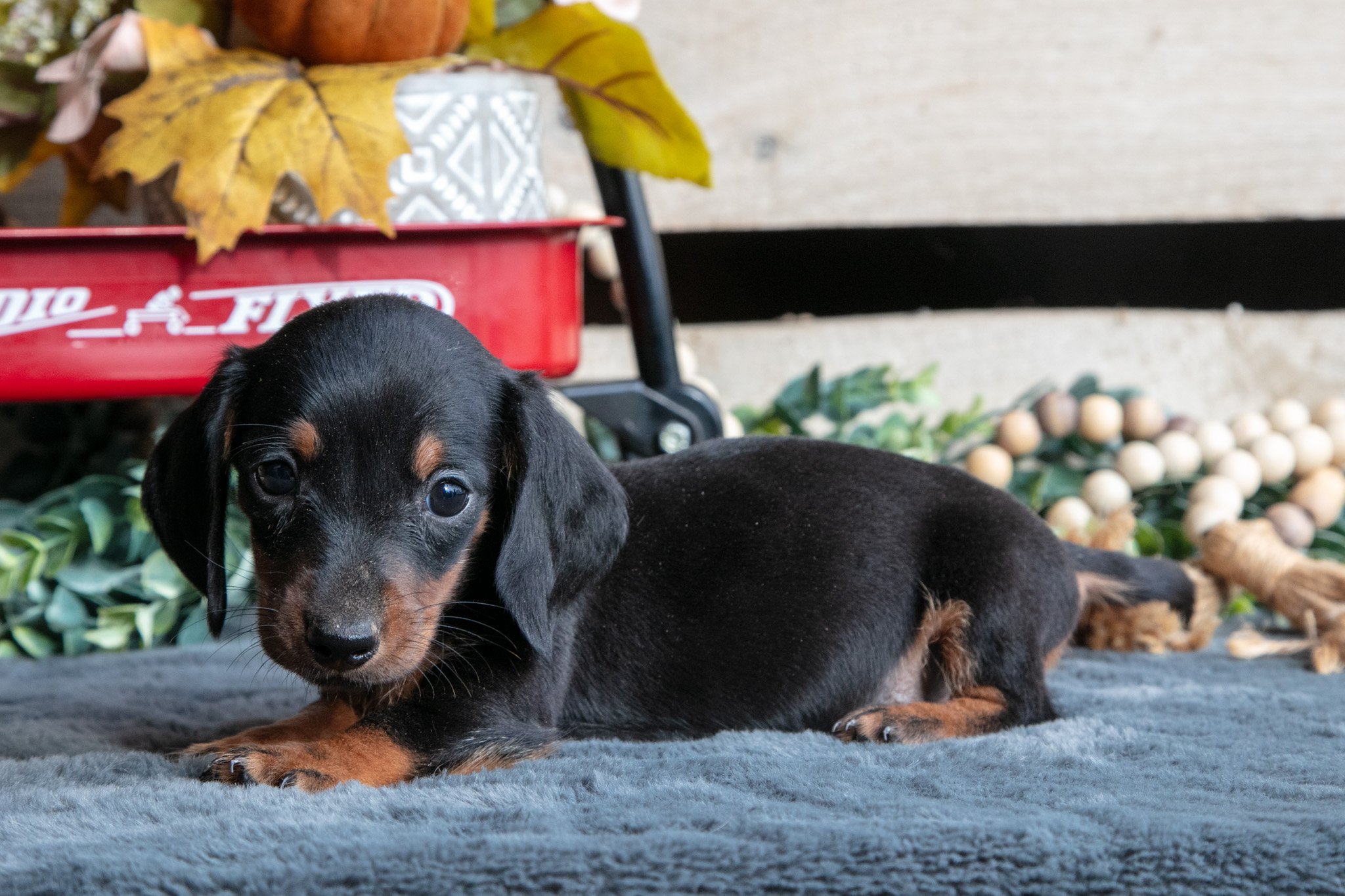Benjamin - $850