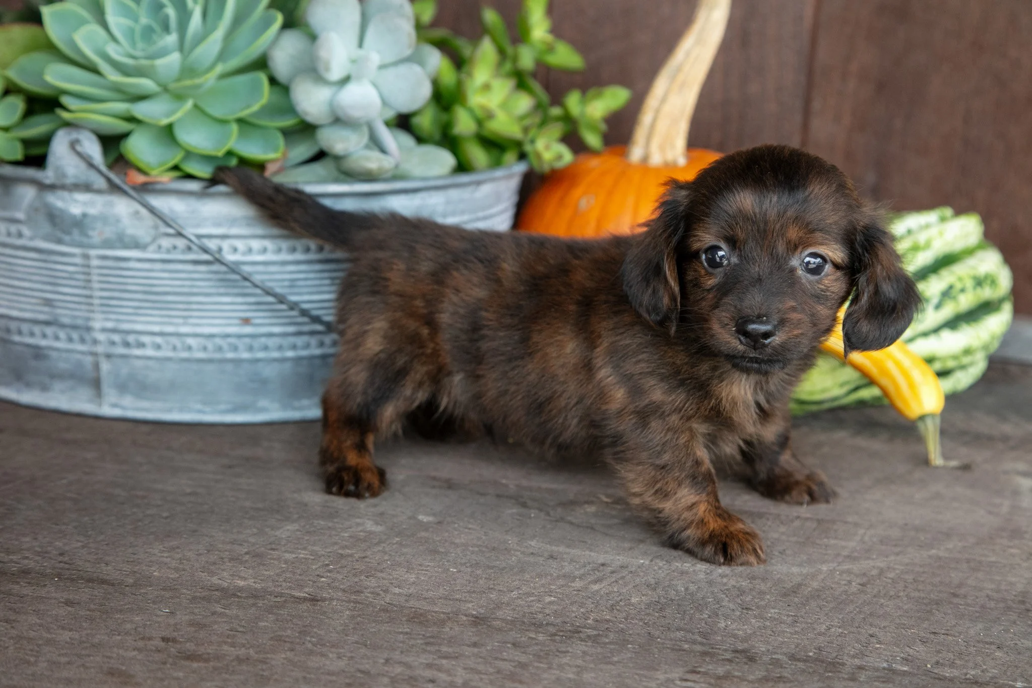 Zack - $1,200