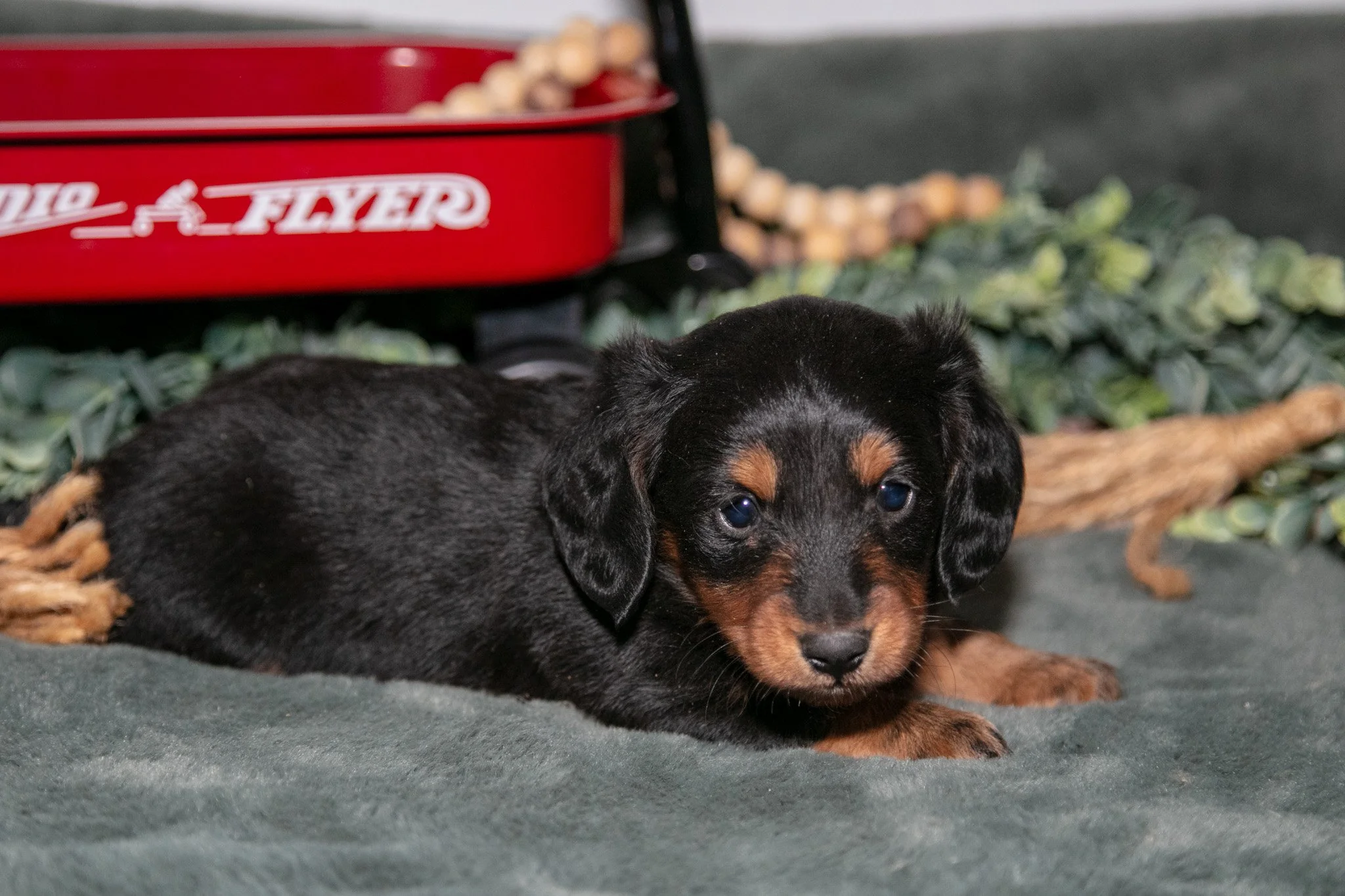 Phoenix - $950