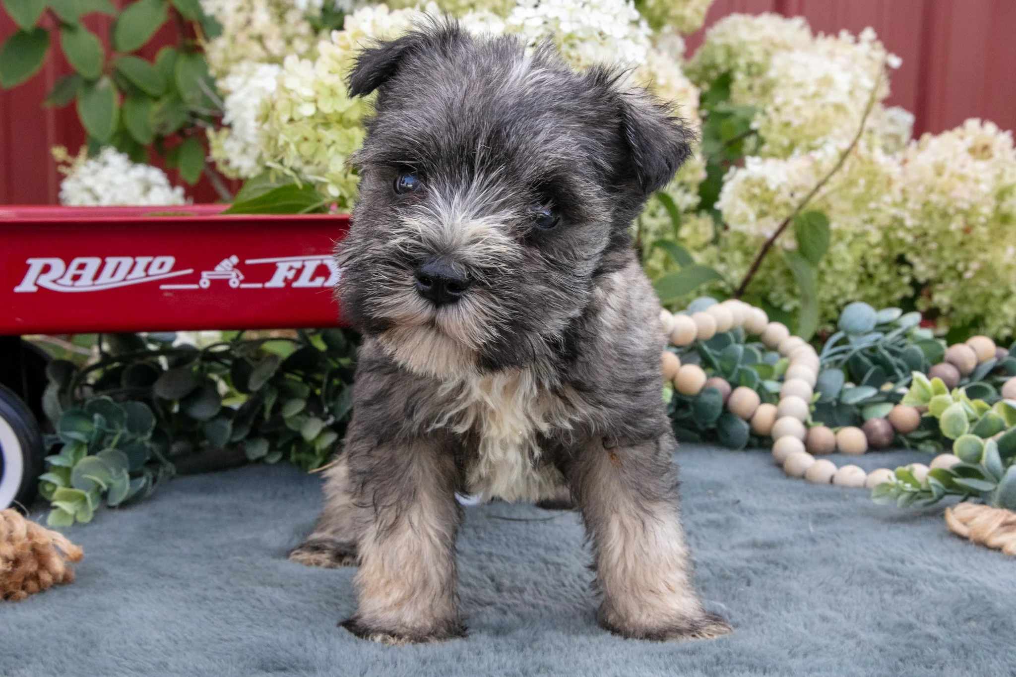Austin - $950