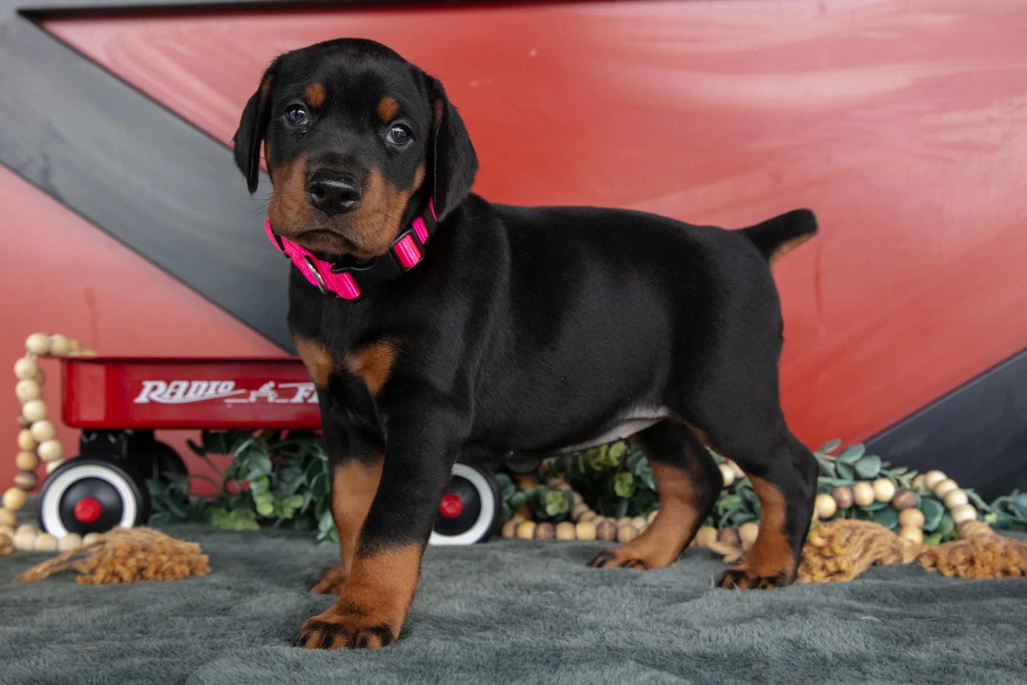 Rayna - $2,000
