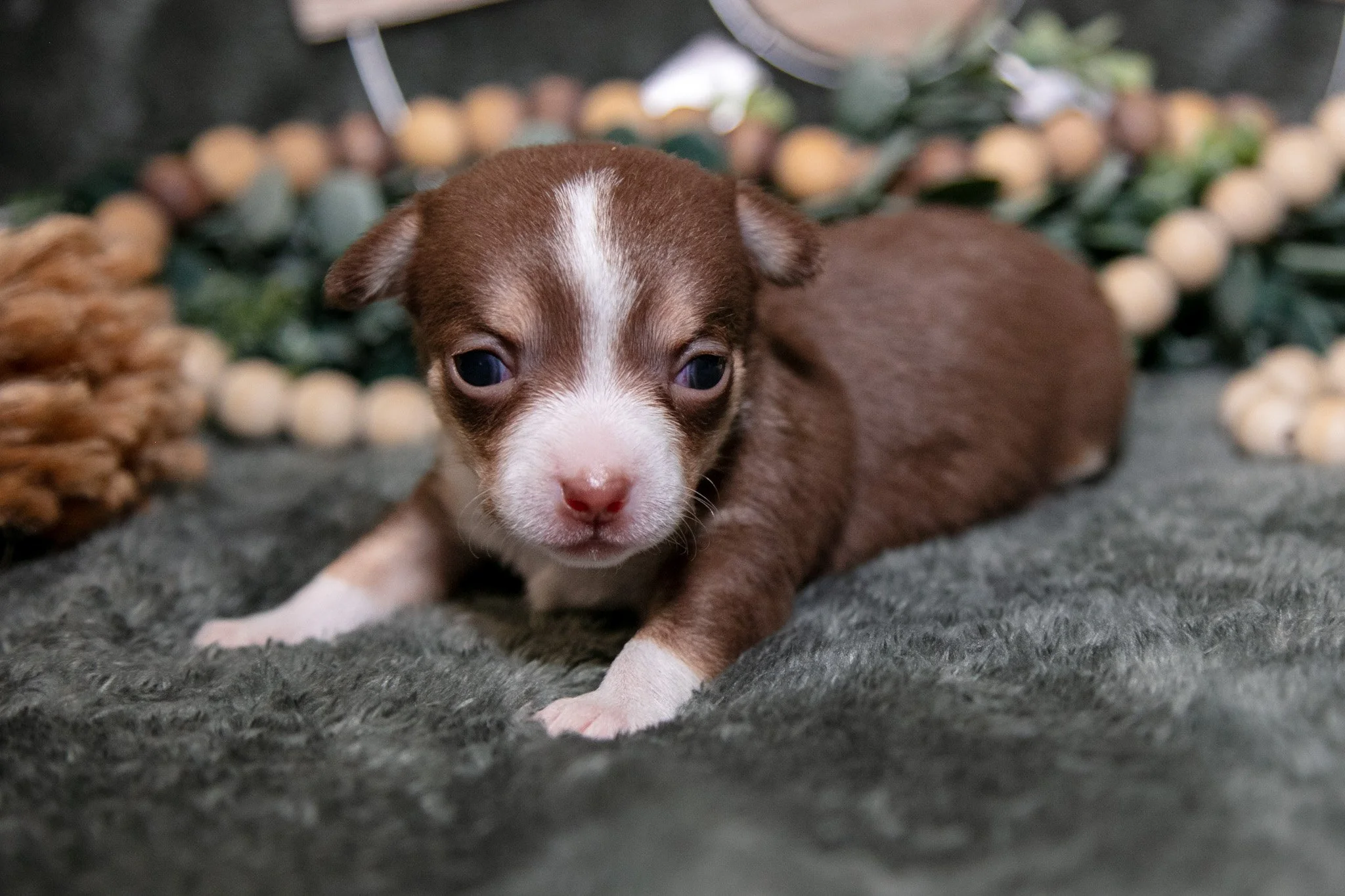Nutella - $1,350