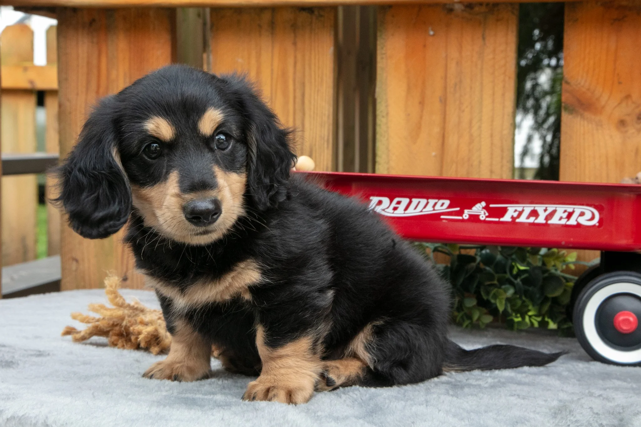 Chase - $950