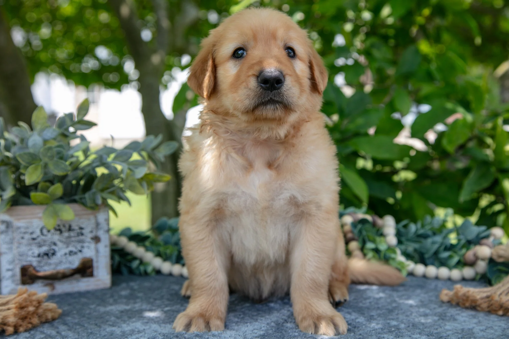Logan - $700