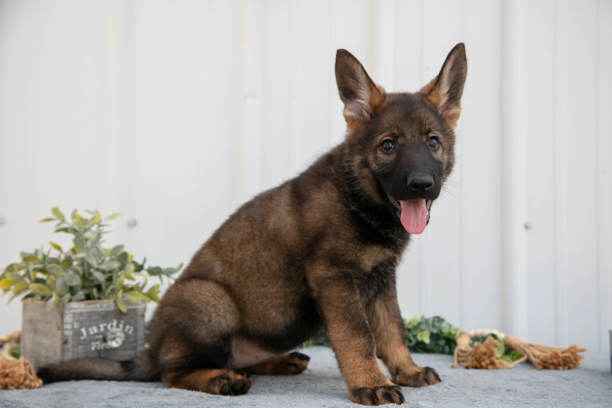 Grace - $1100