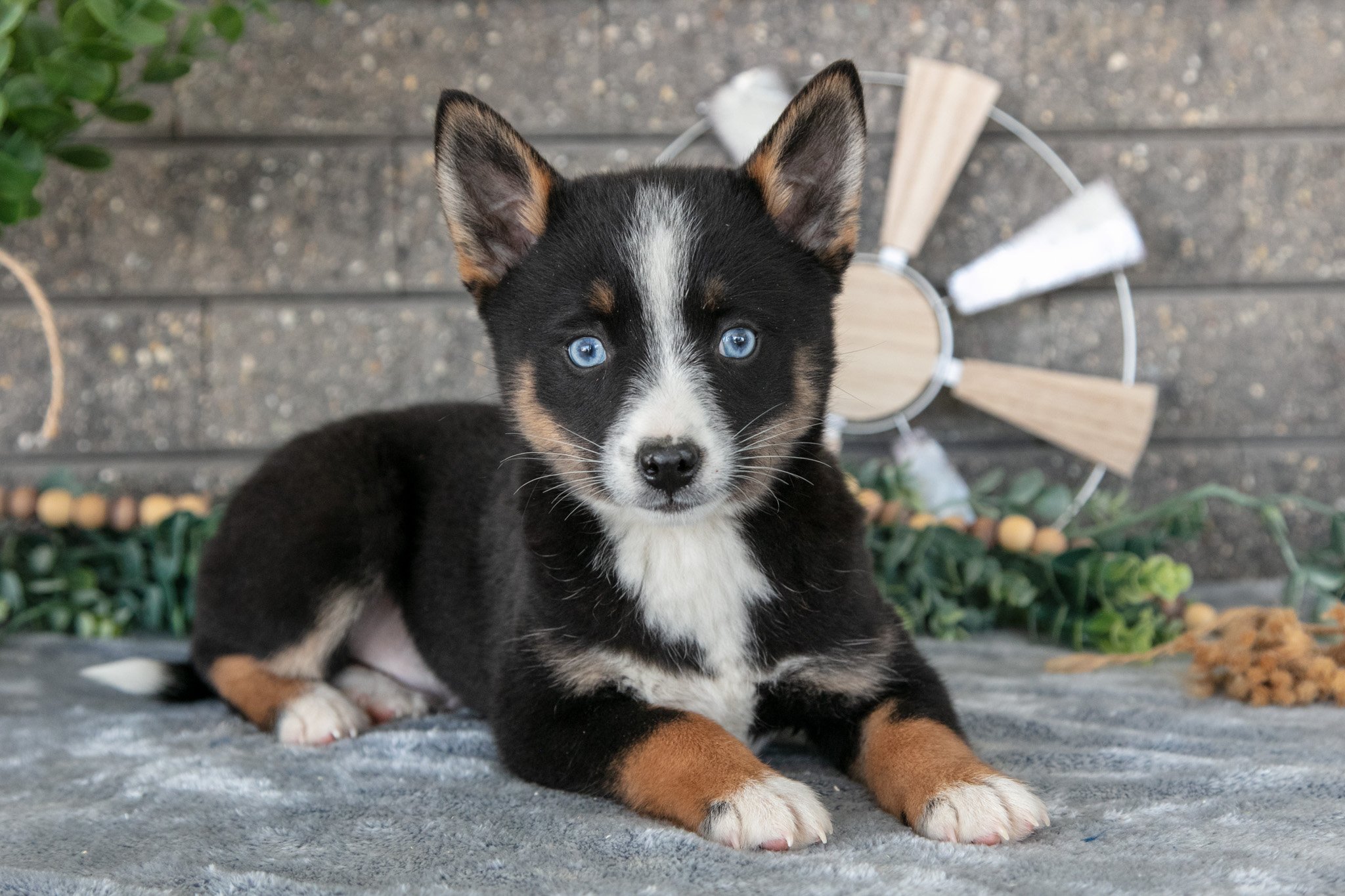 Zeke - $500