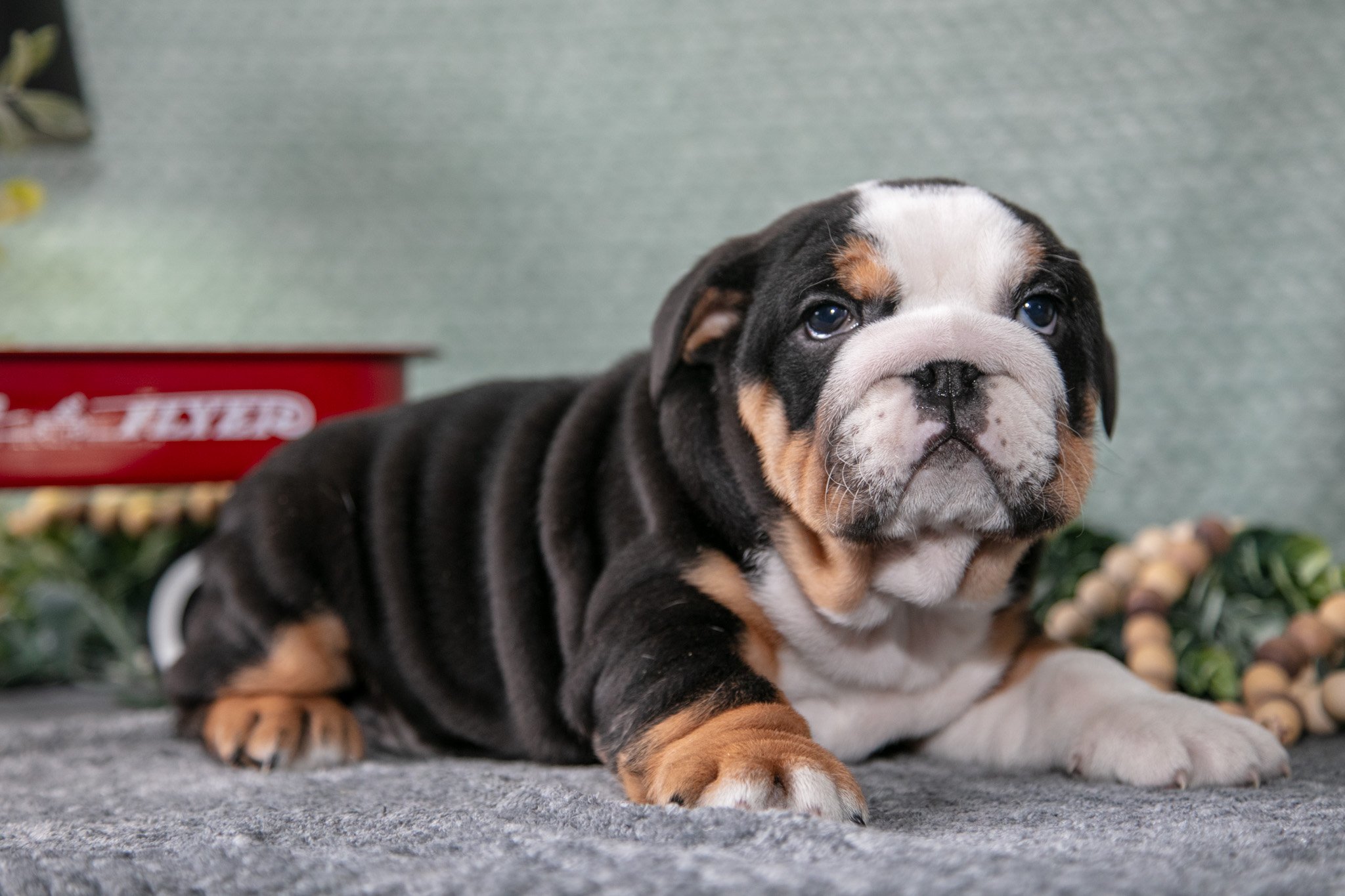 Sonny - $1,800