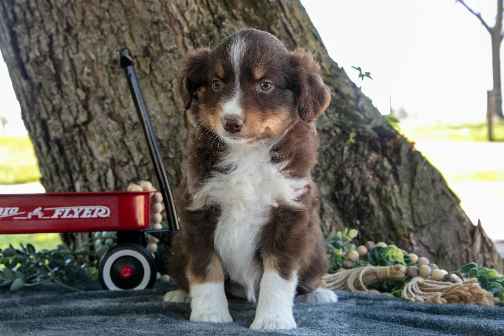 Biscuit - $850