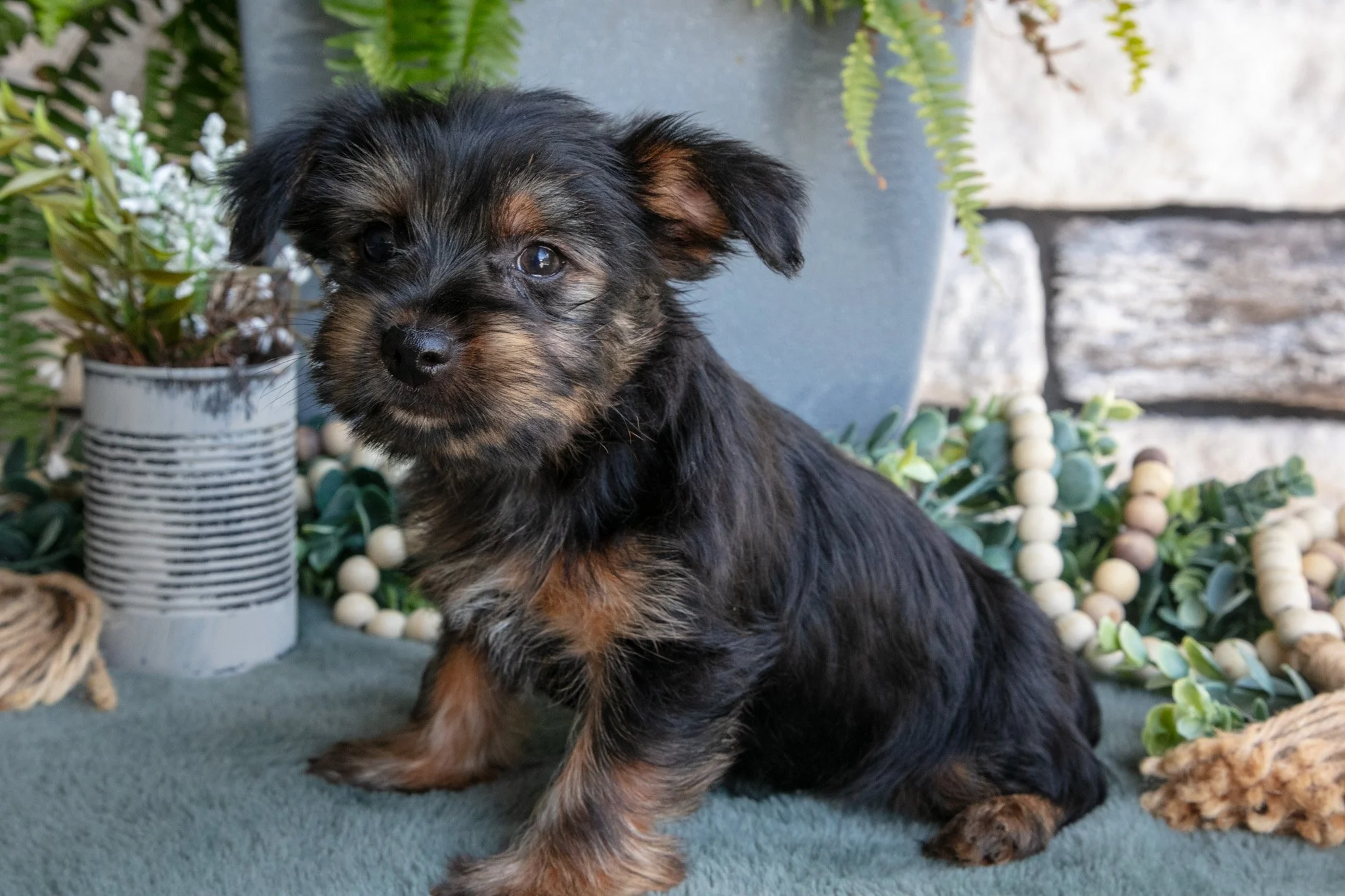 Cookie - $795
