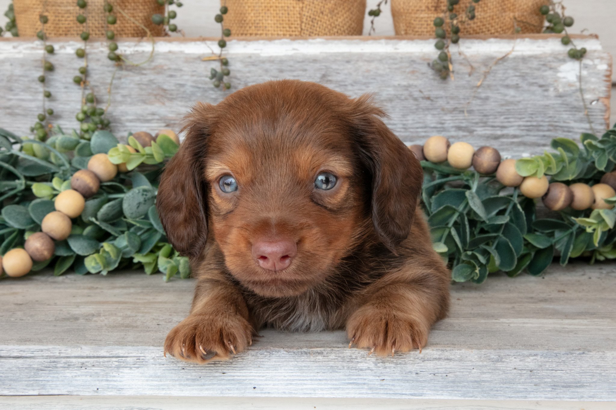 Tucker - $1,400