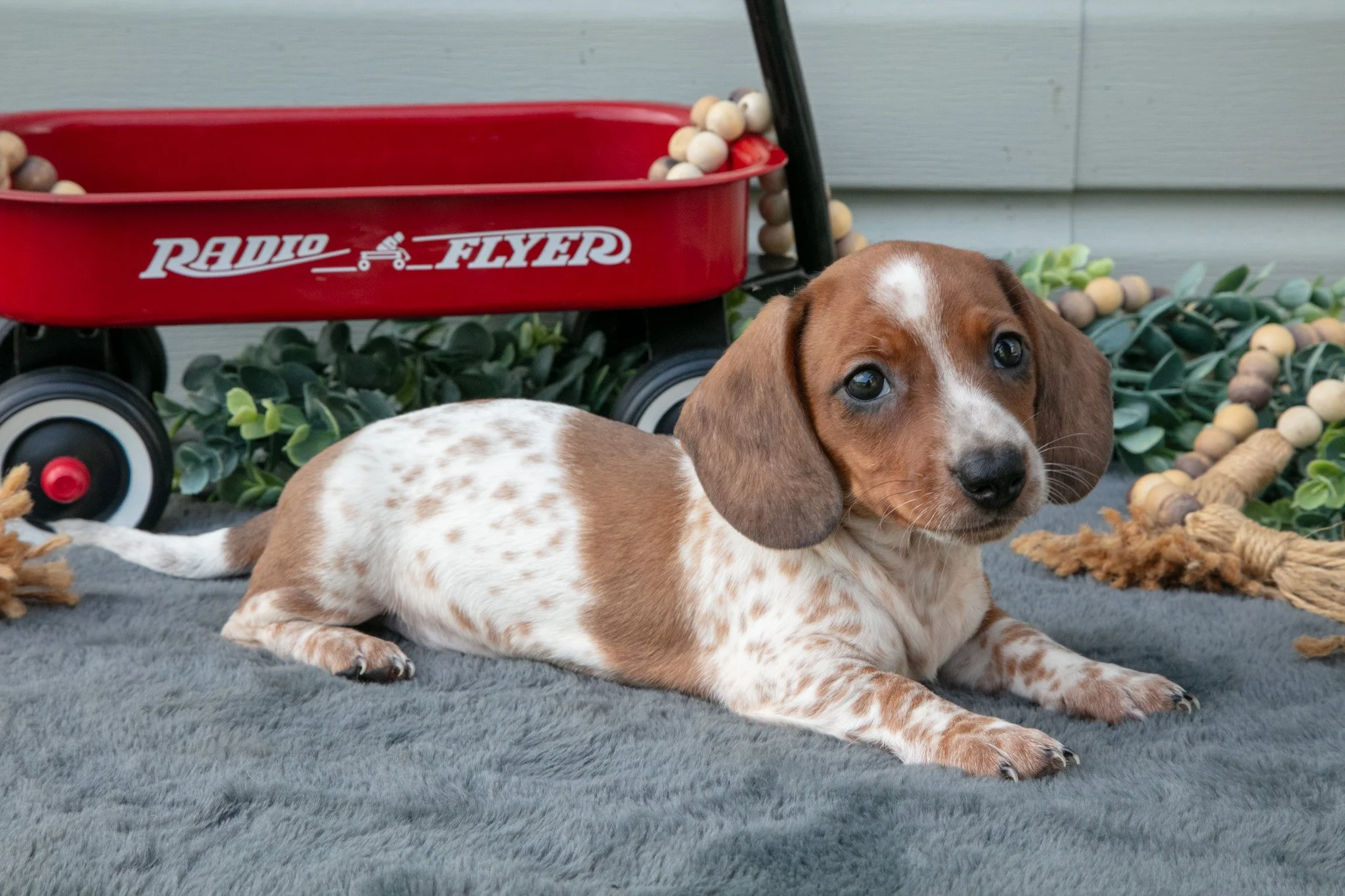 Murphy - $1,000