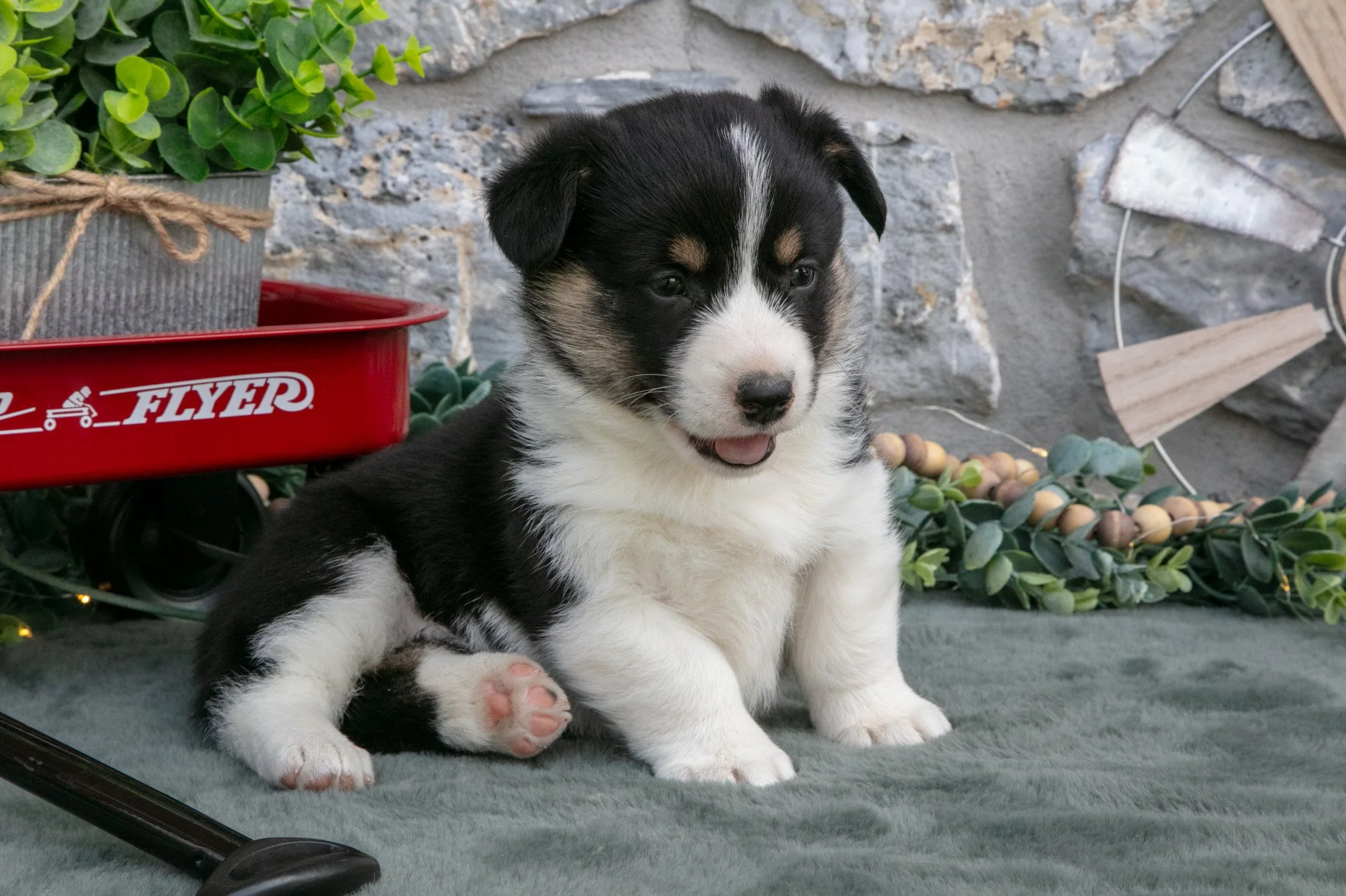 Ayda - $850