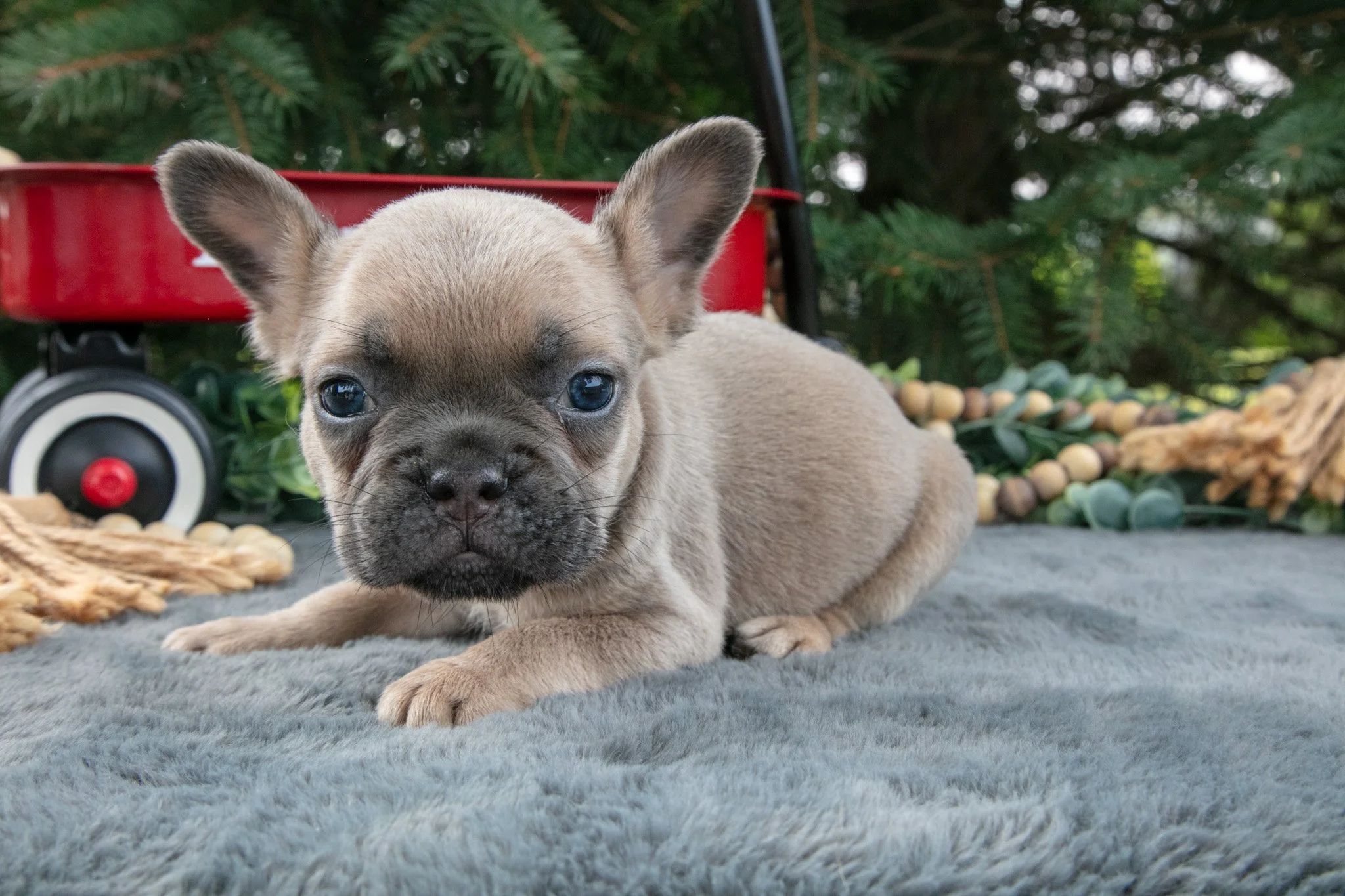 Fido  - $1,200