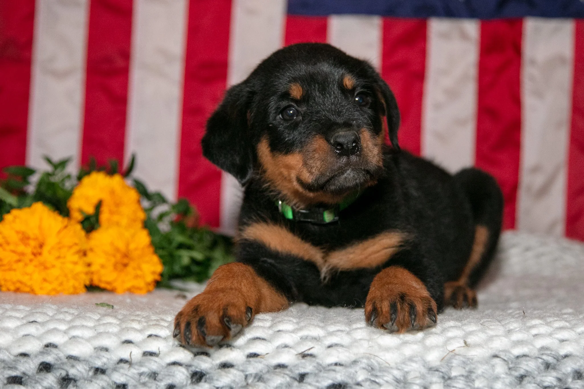 Tater - $750