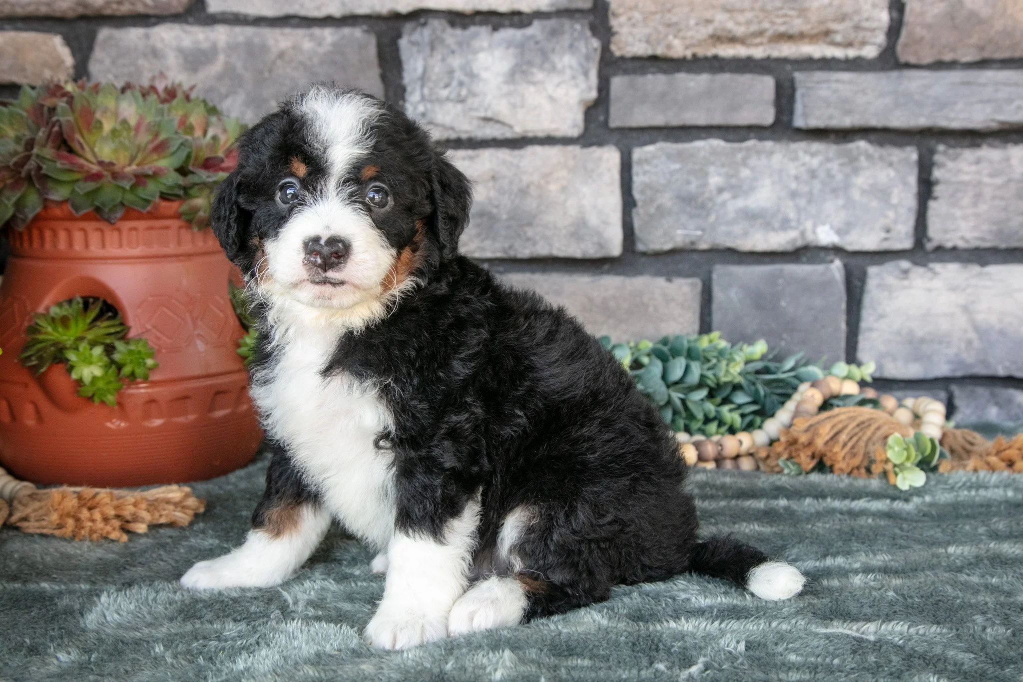 Flynn - $1,300