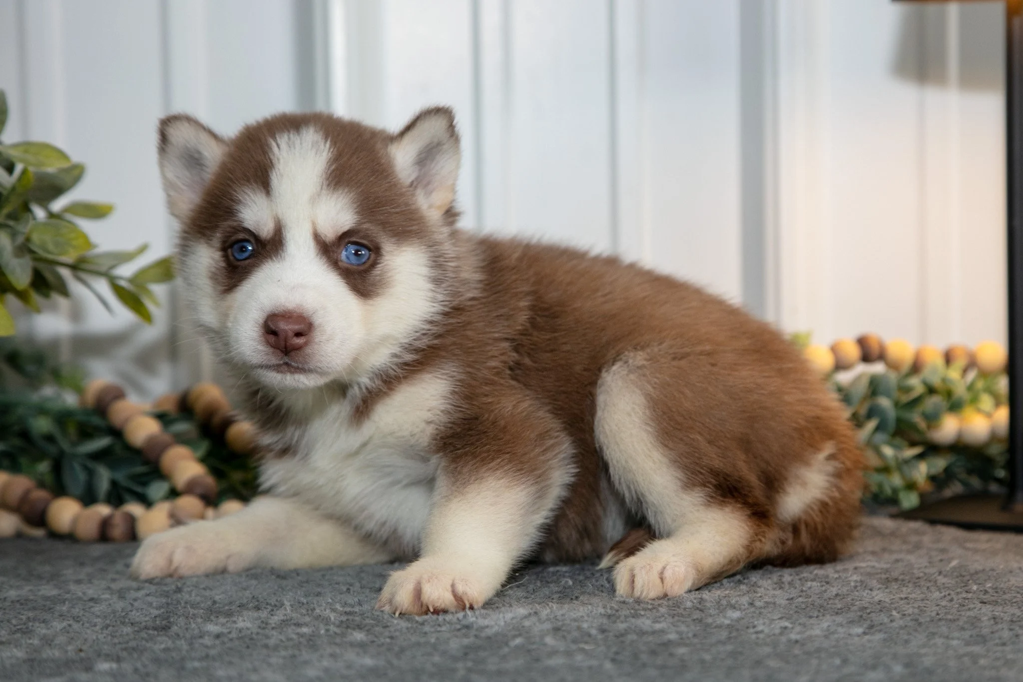 Tilly - $750