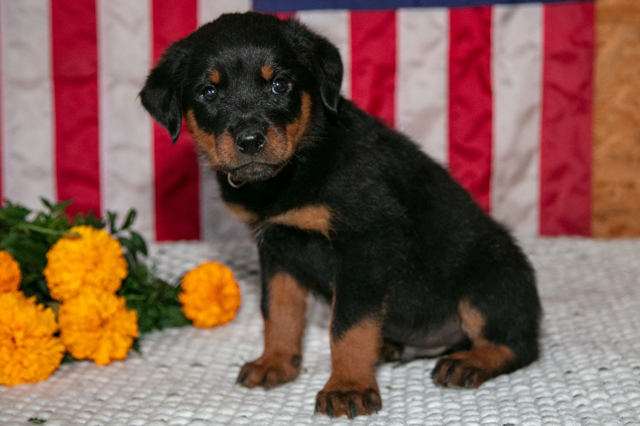 Tango - $750