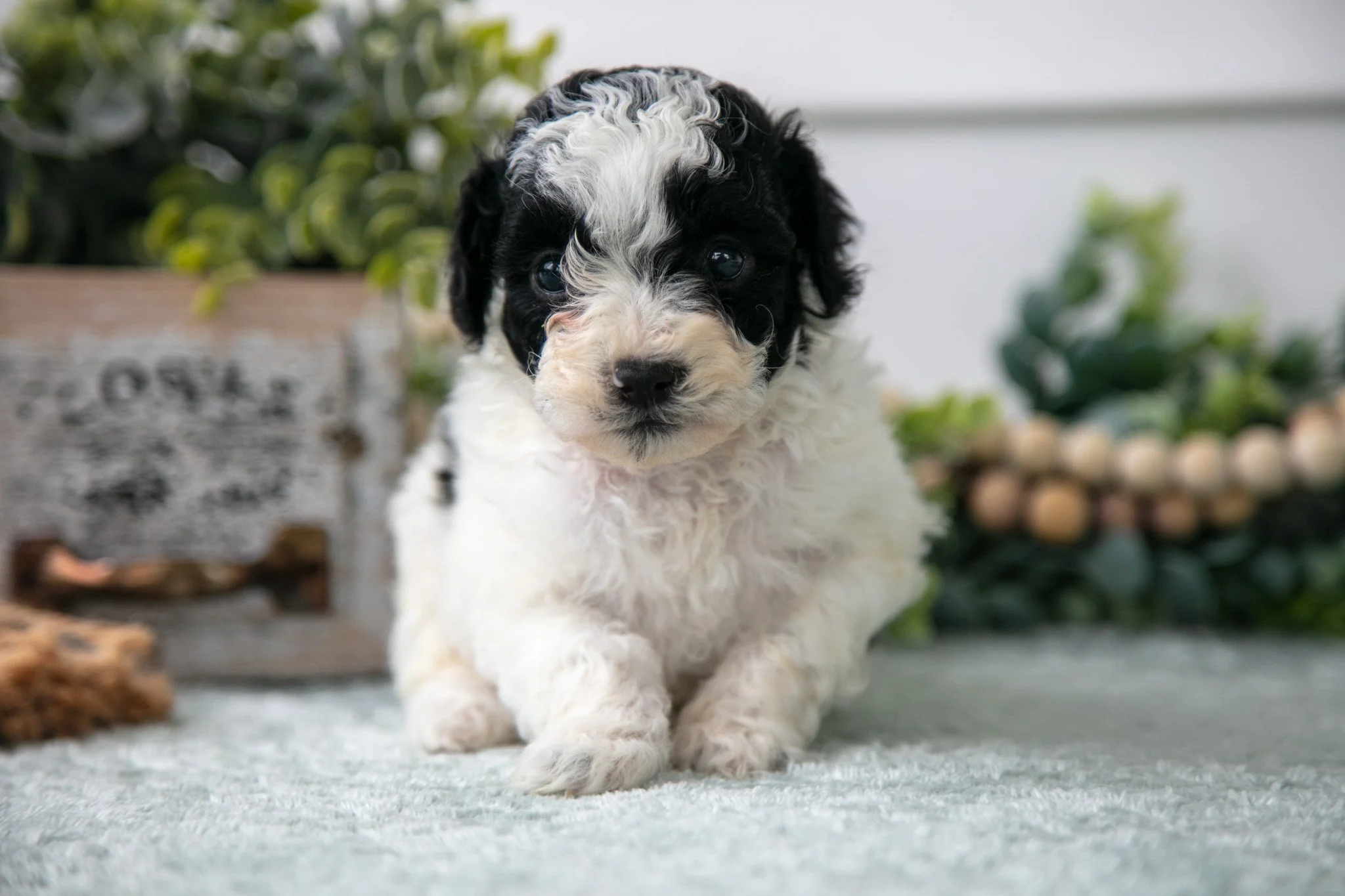 Milo - Sold