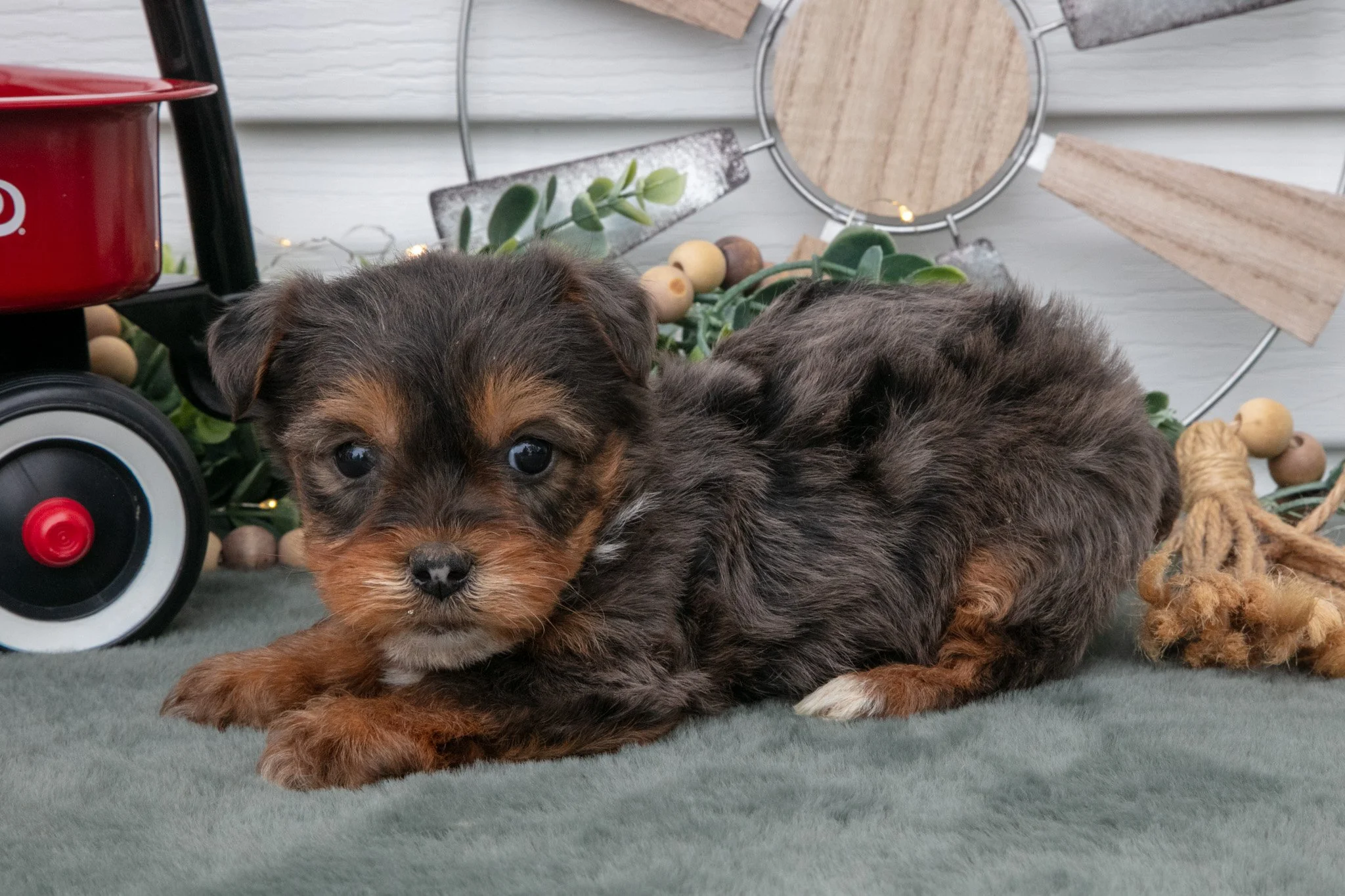 Trina - $800