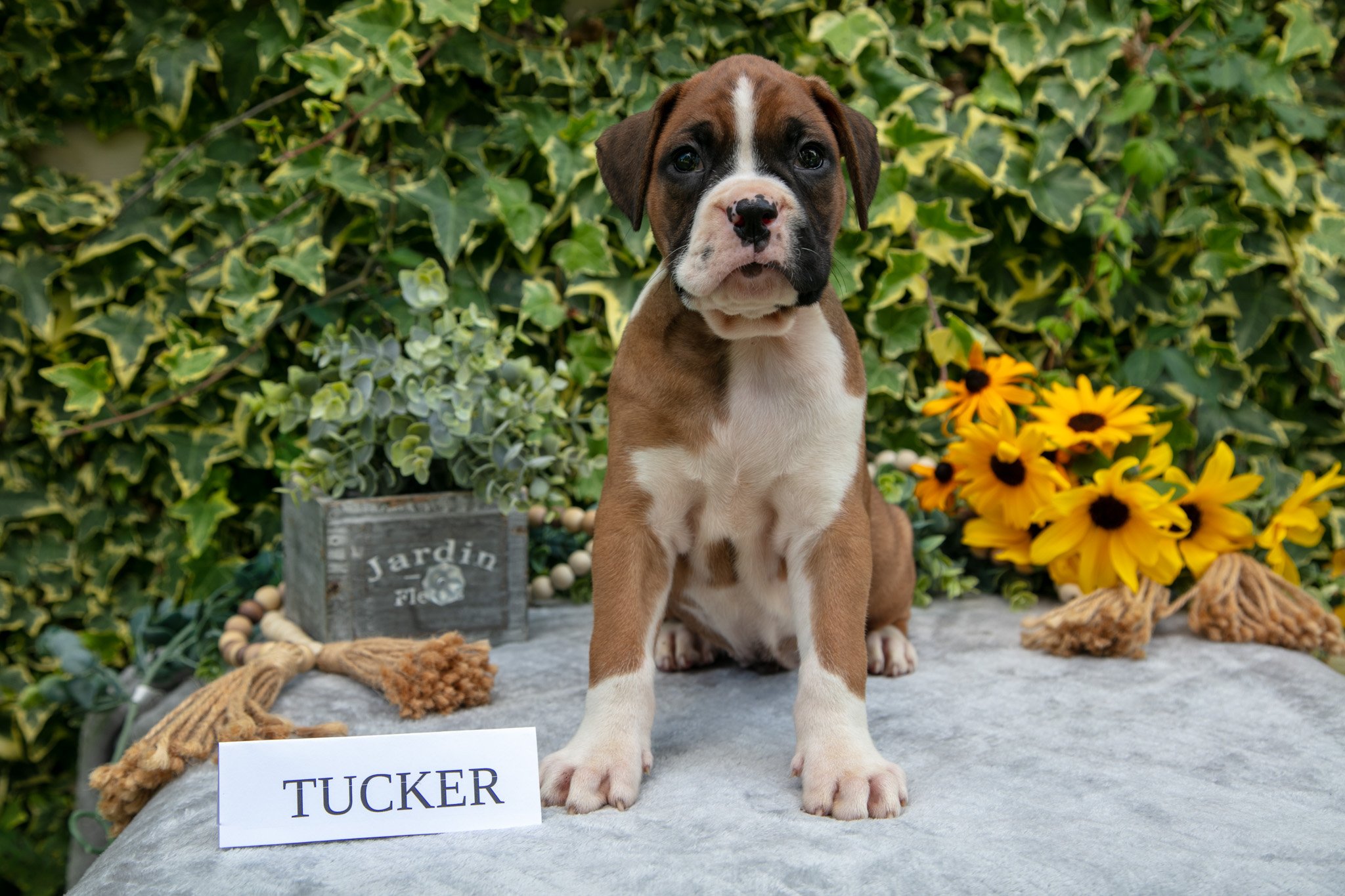 Tucker - Sold