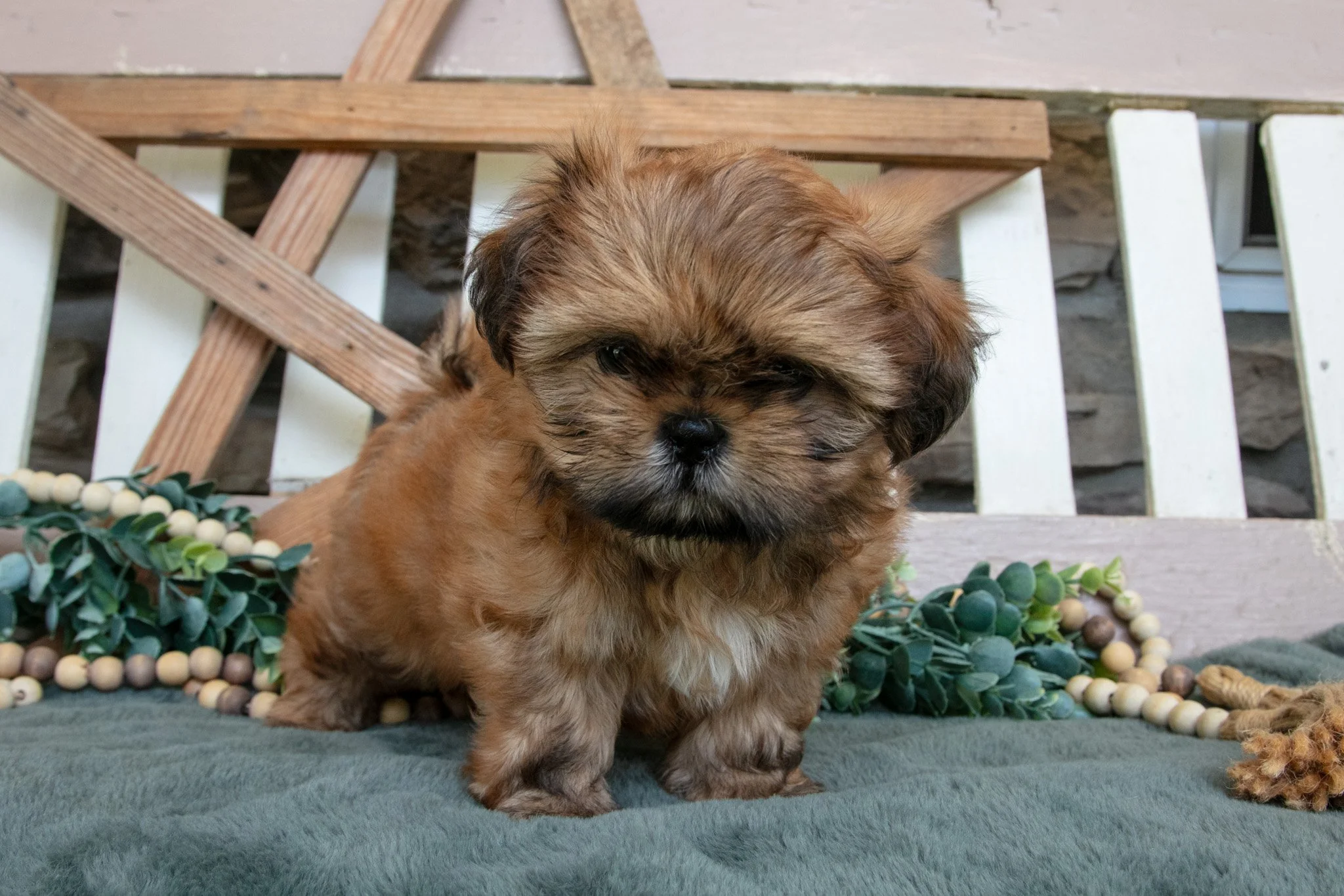 Dixie- $895