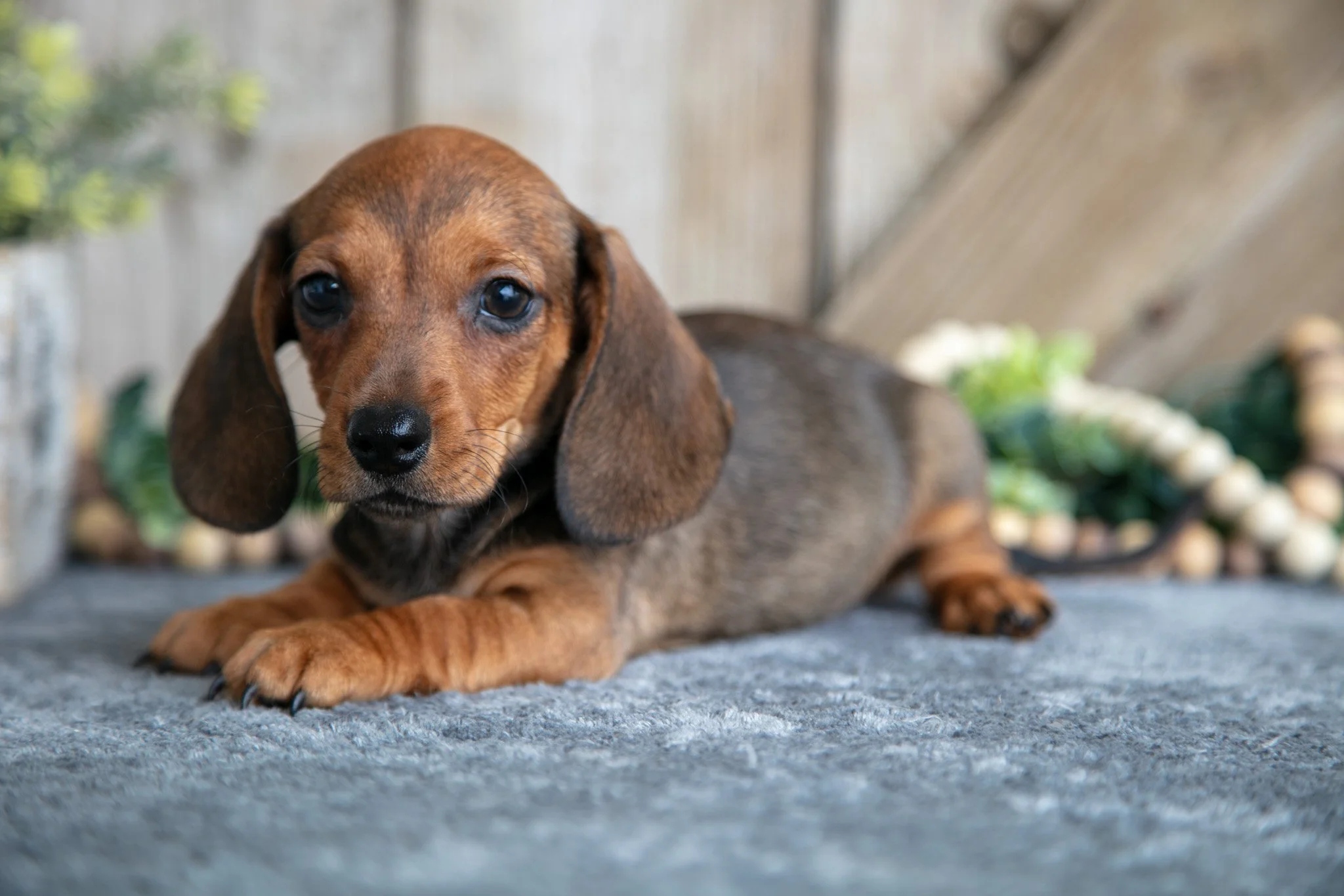 Gus - $875