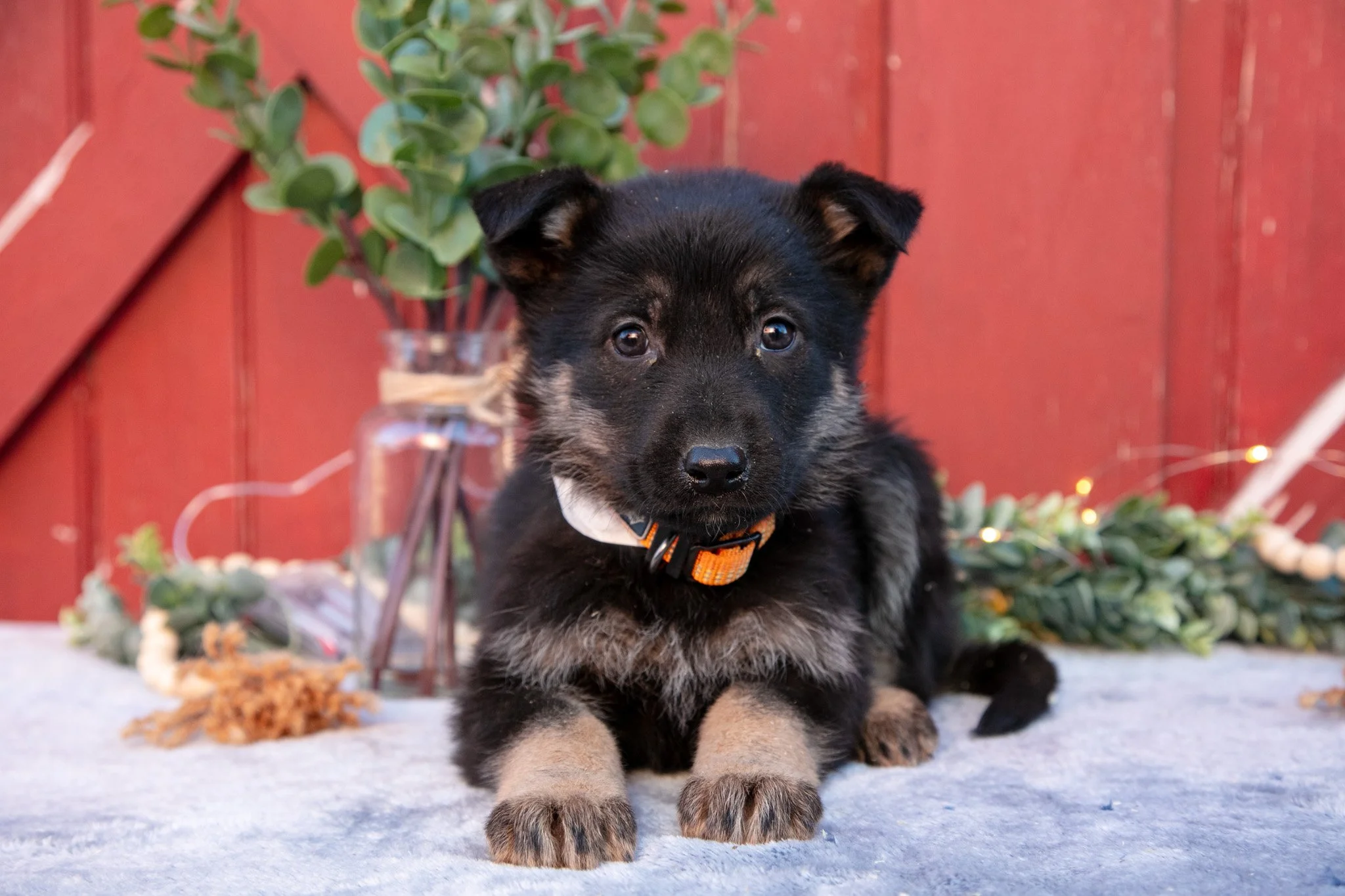 Arlo - $650