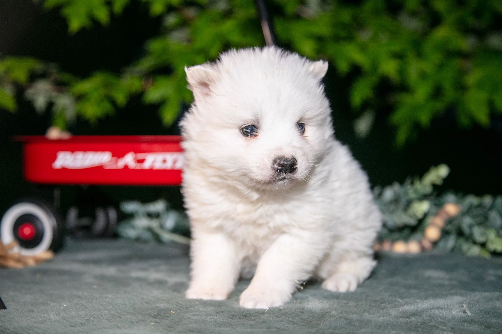 Icee - $700