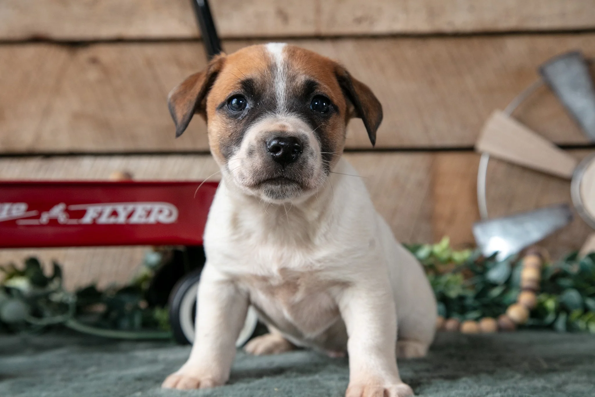 Peanut - $400