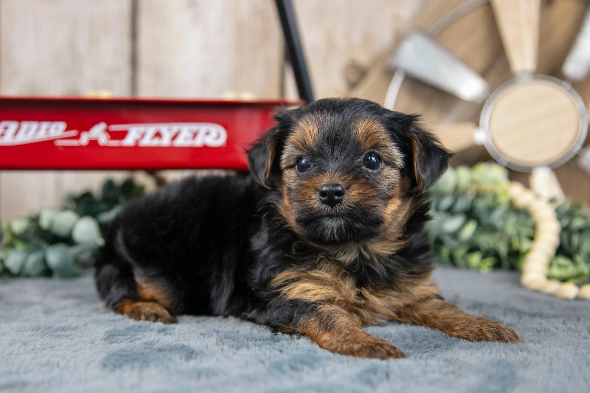 Holly - $900