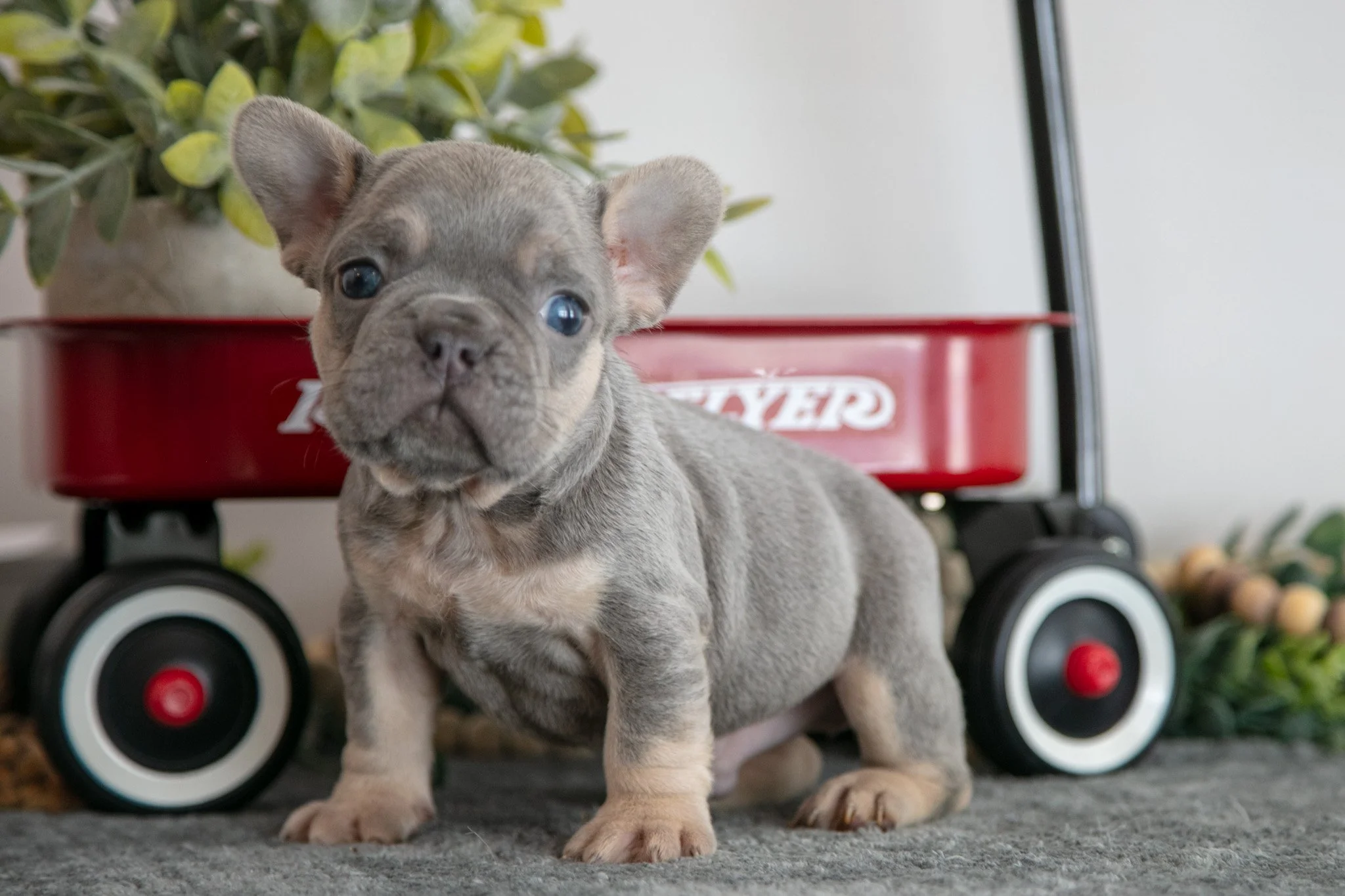 Asher - $1,495
