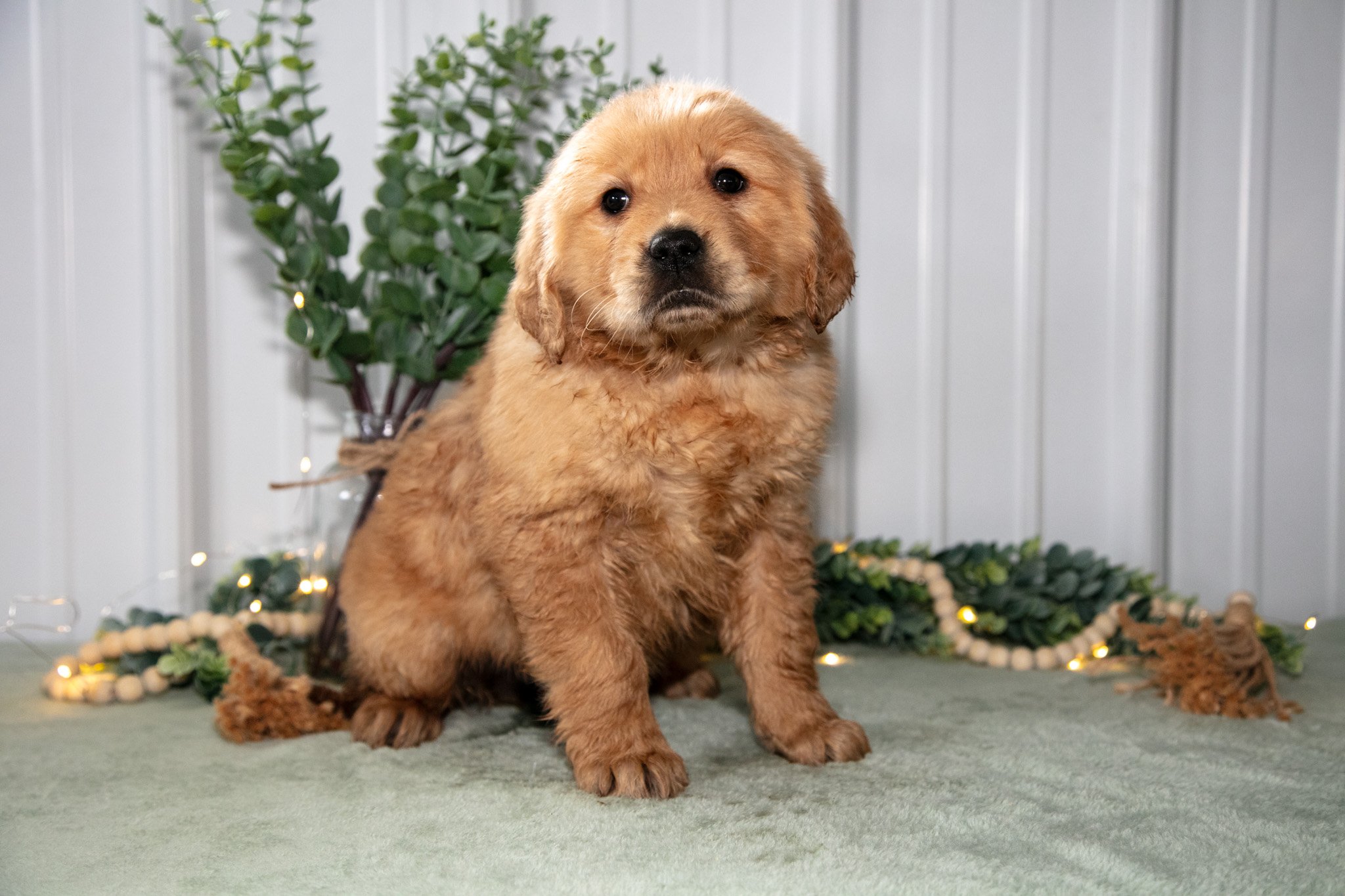 Harper - $650