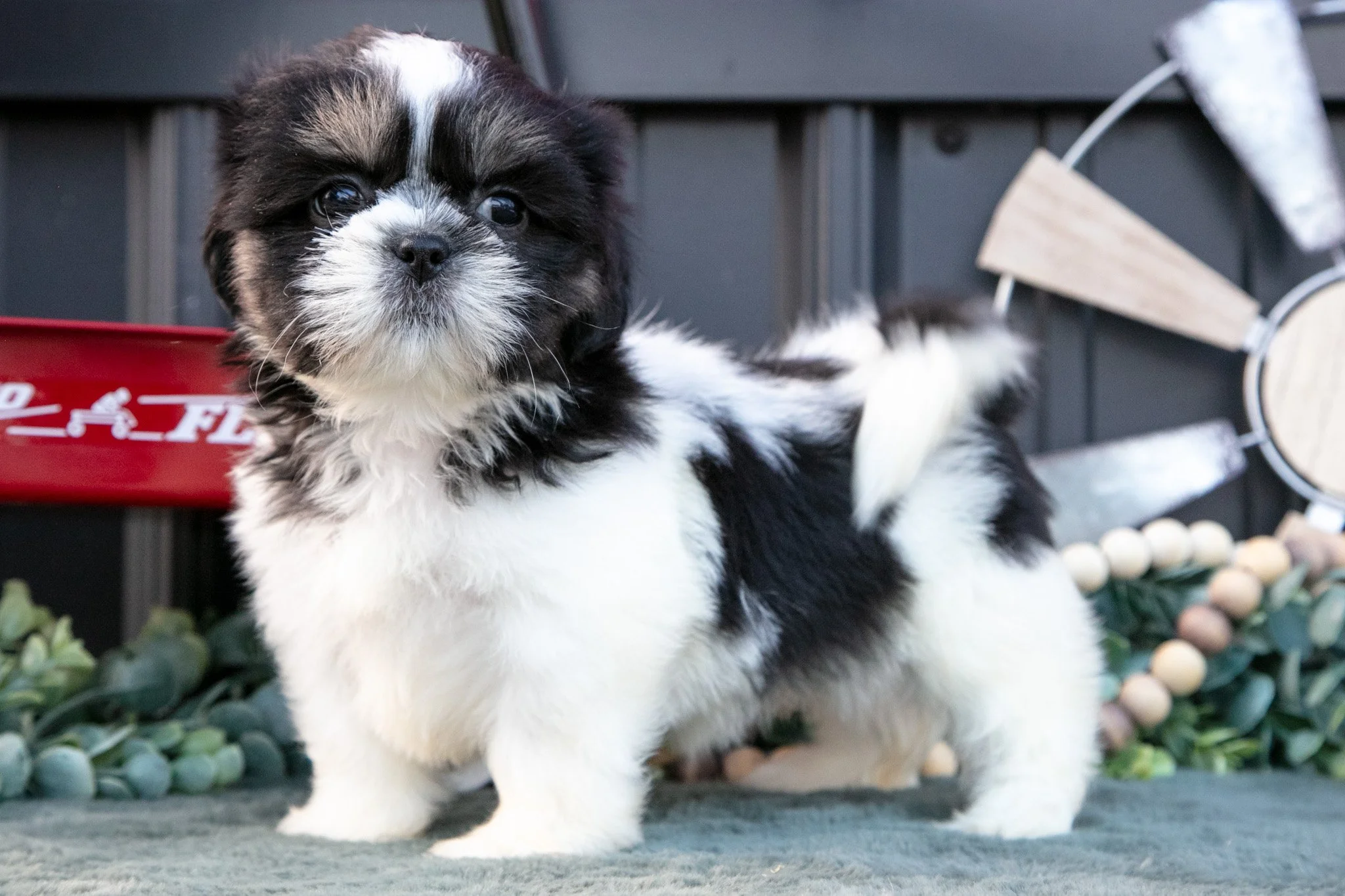 Melody - $800