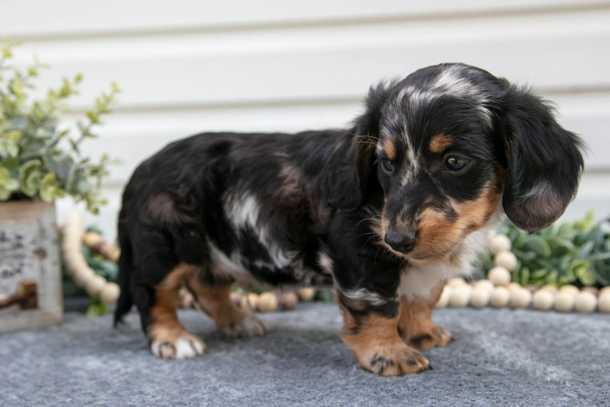 Mister - $1495